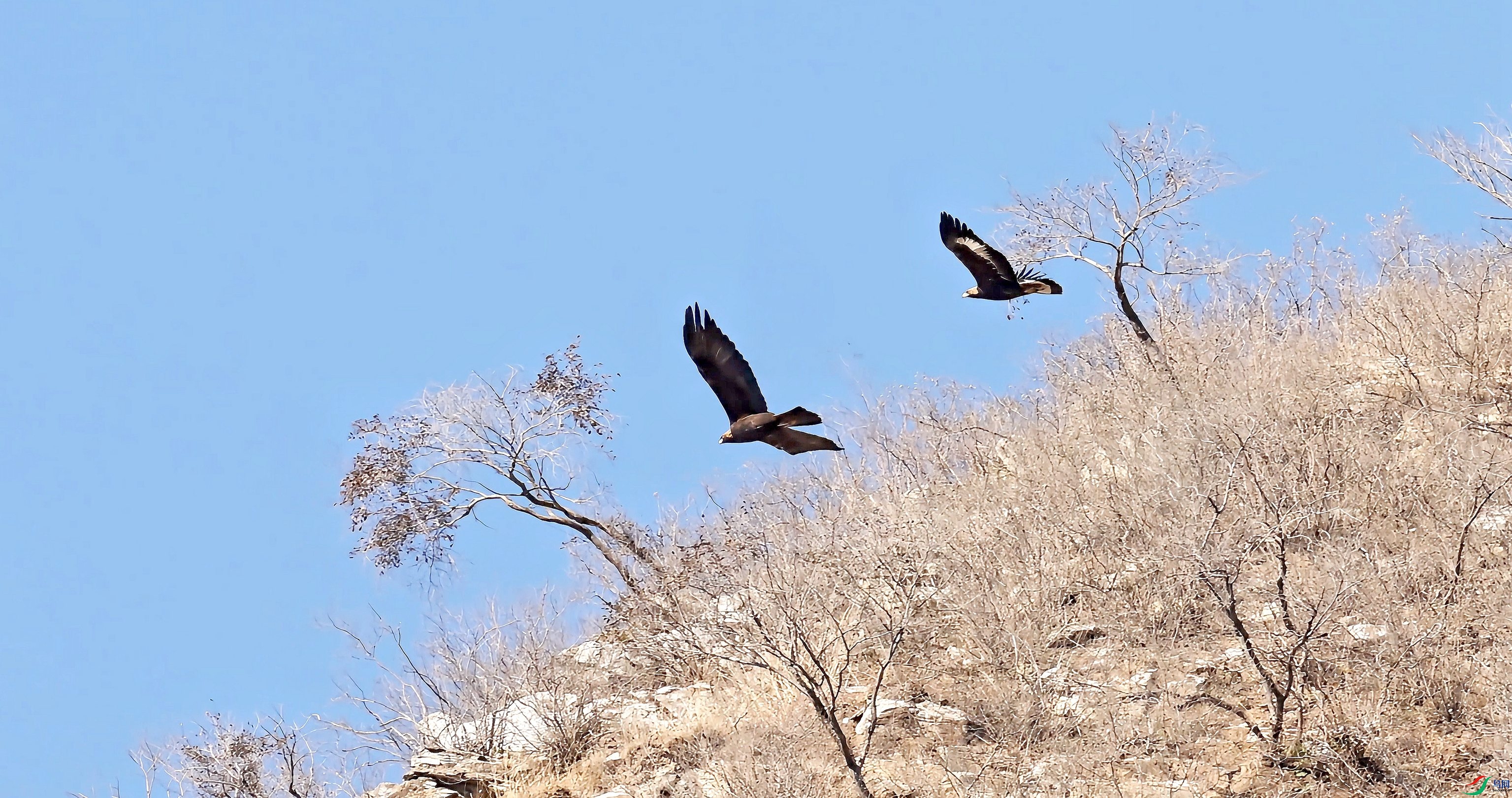 ˫���� - ����.jpg