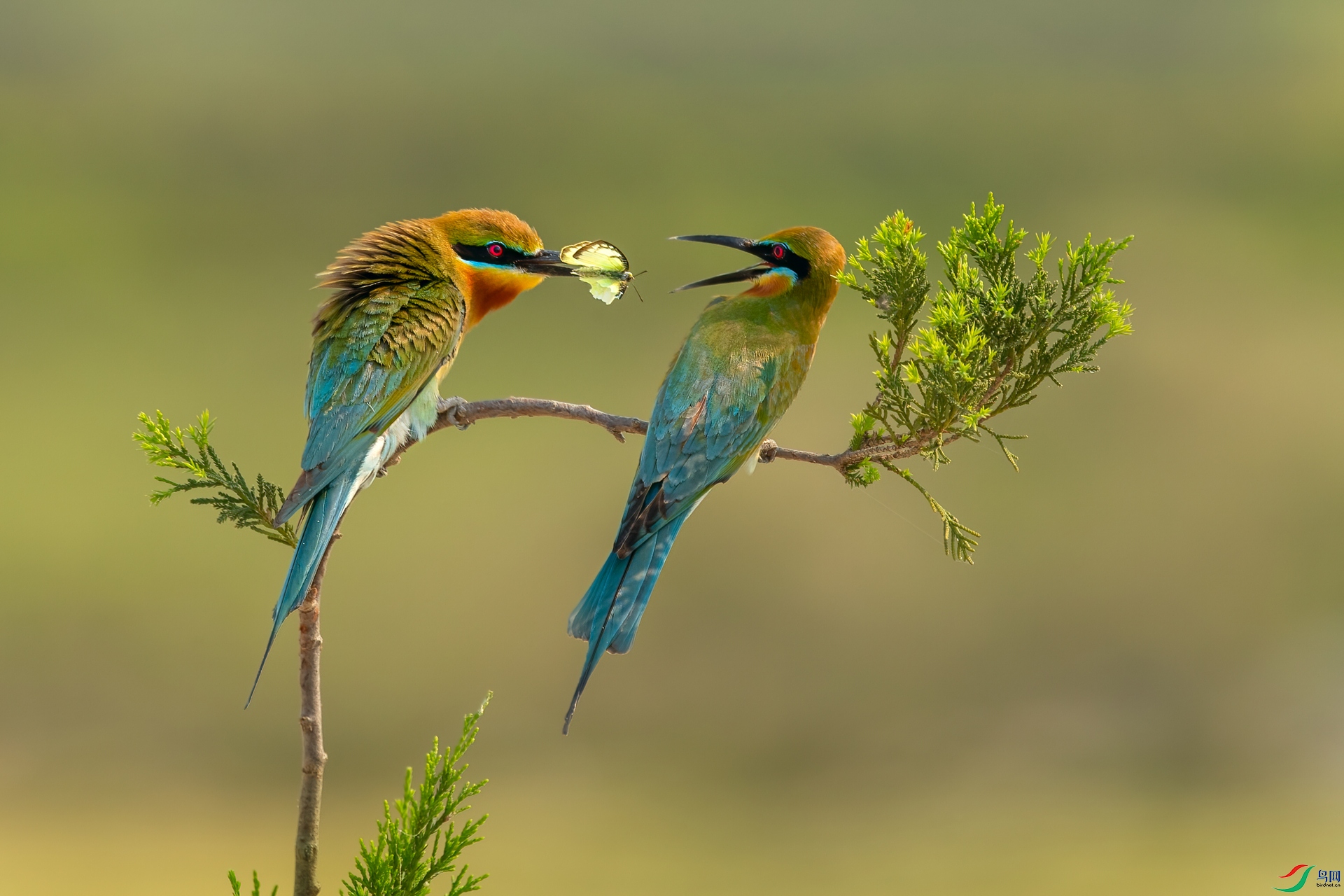 Bee-eater courtship.jpg