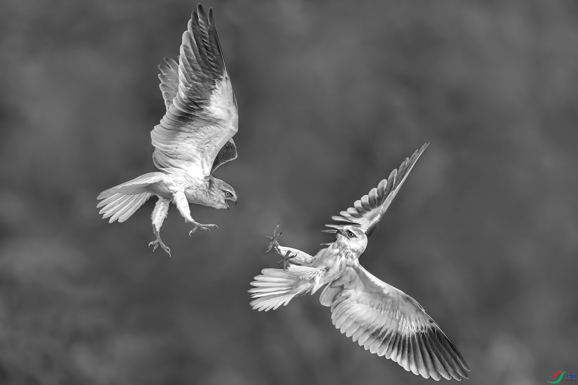Aerial combat.jpg