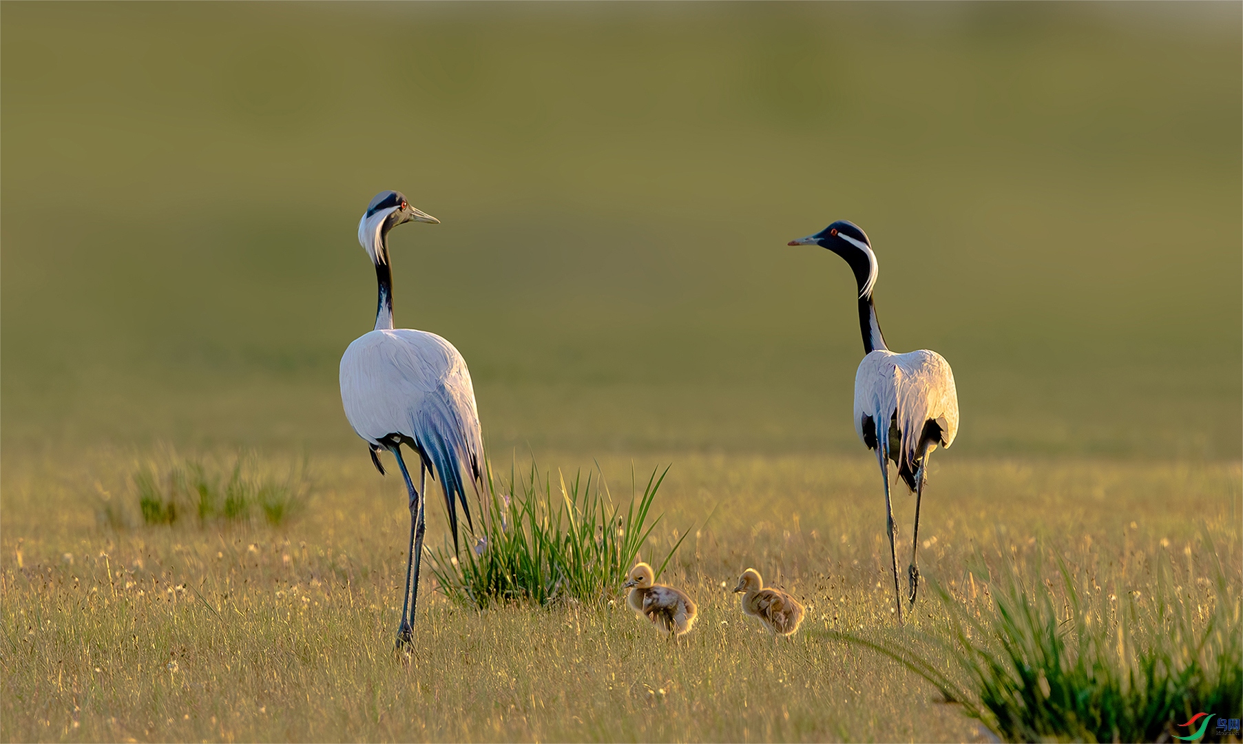 Walking baby.jpg