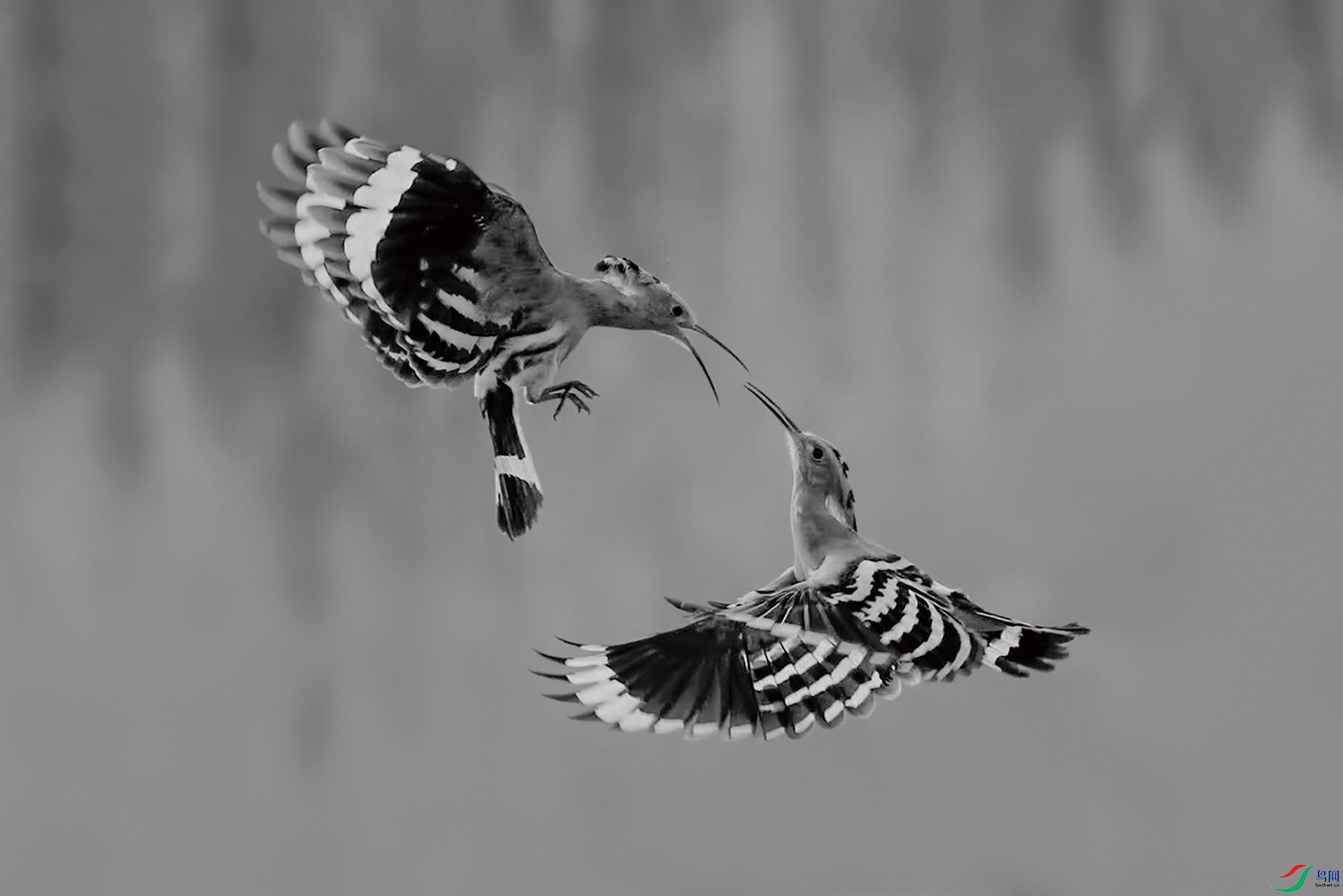 Air bickering.jpg
