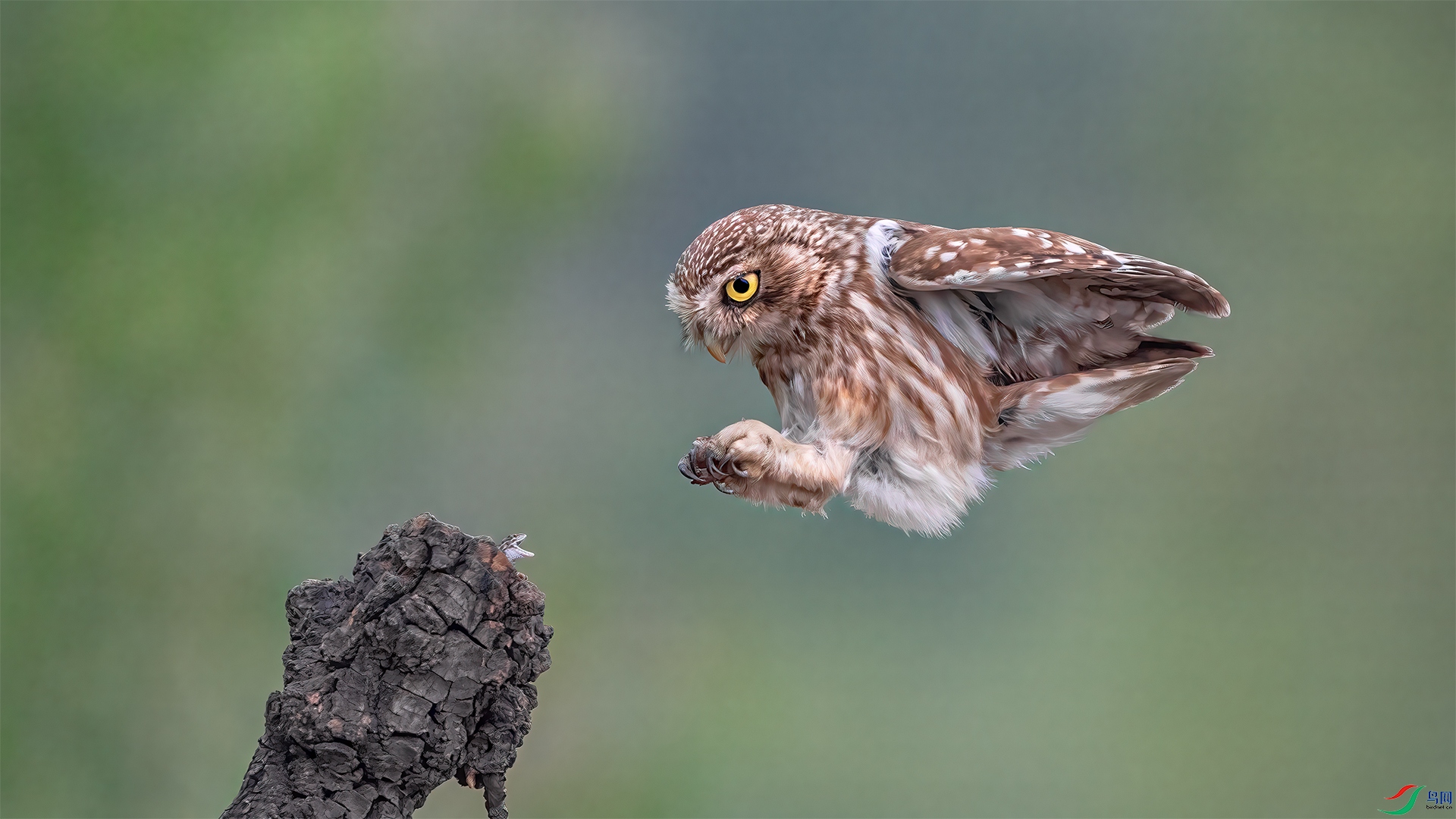 The little owl and the four-legged snake.jpg