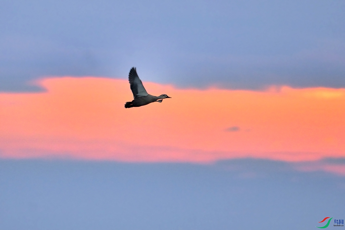 DSC_3693.jpg