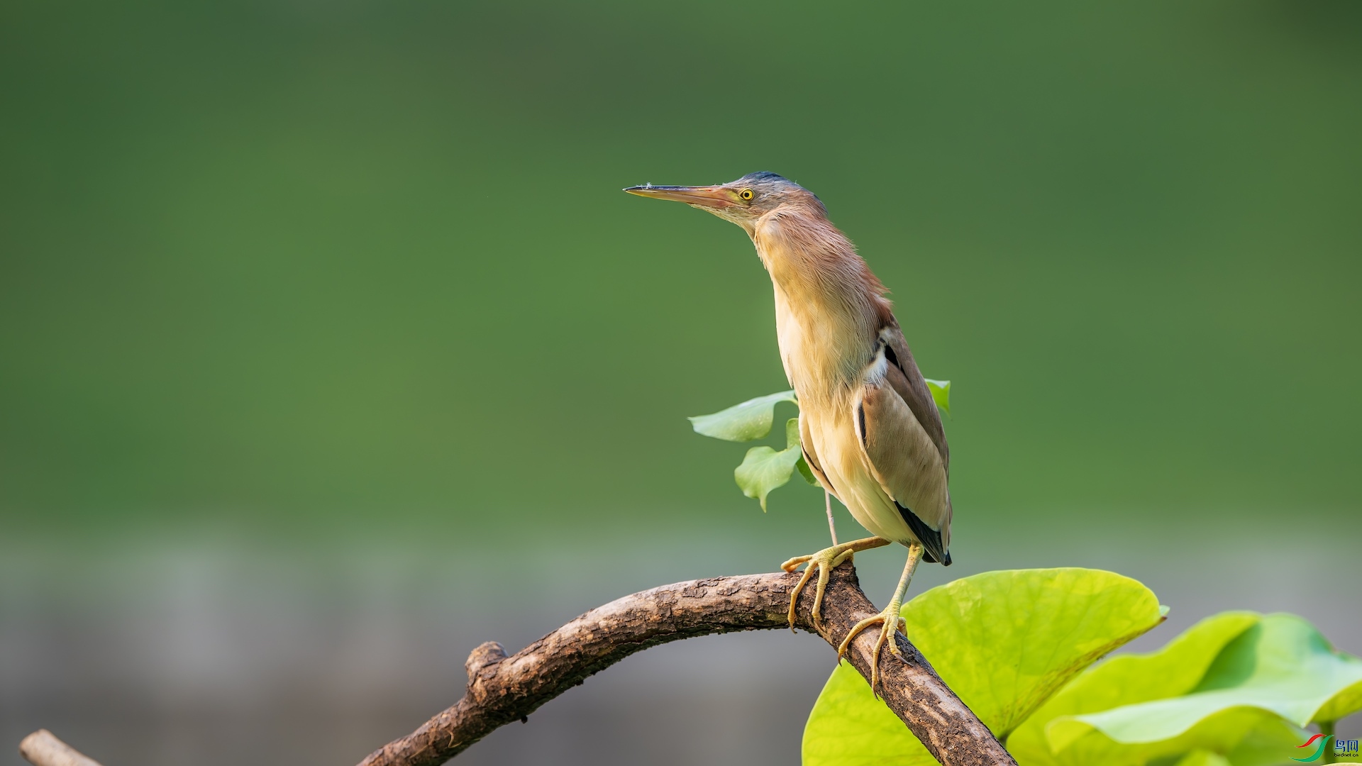 1_DSC1743-����ǿ-NR ����.jpeg