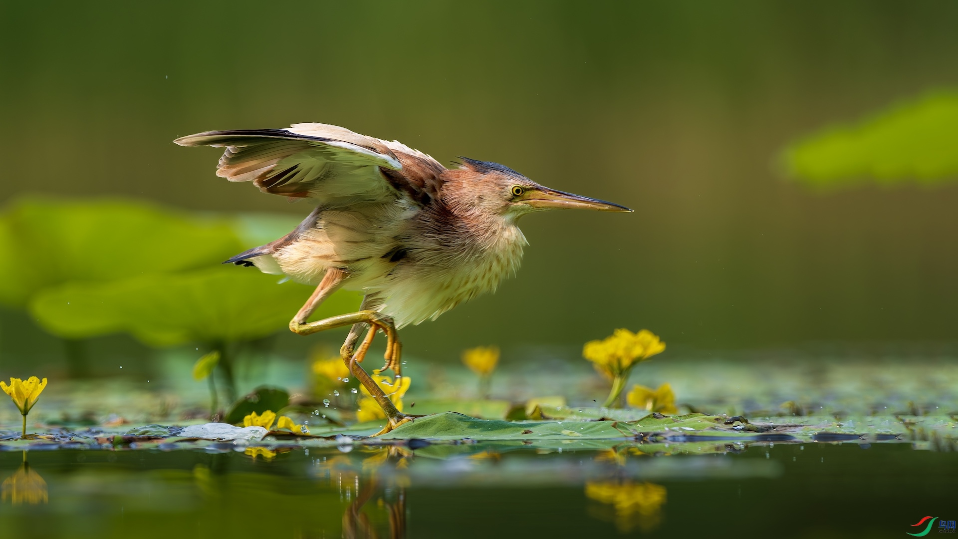 1_DSC2996-����ǿ-NR ����.jpeg