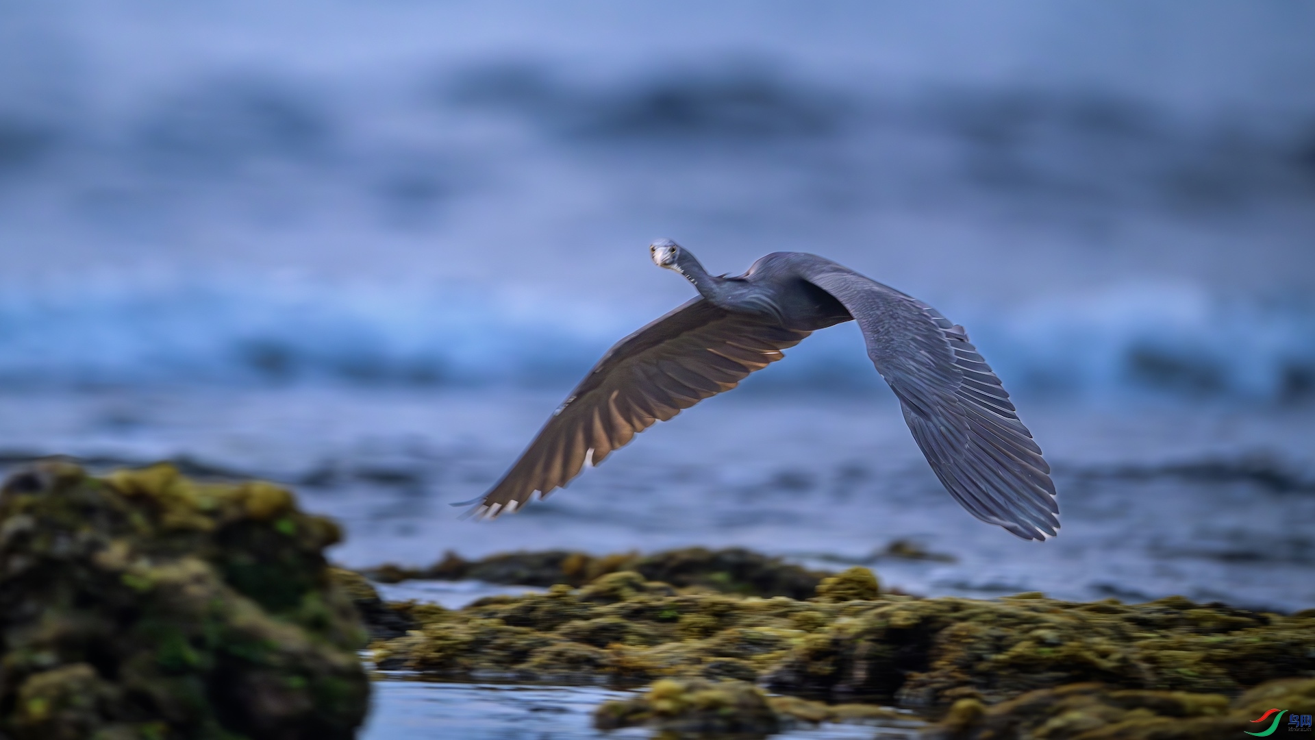 1_XXL7245-����ǿ-NR ����.jpeg