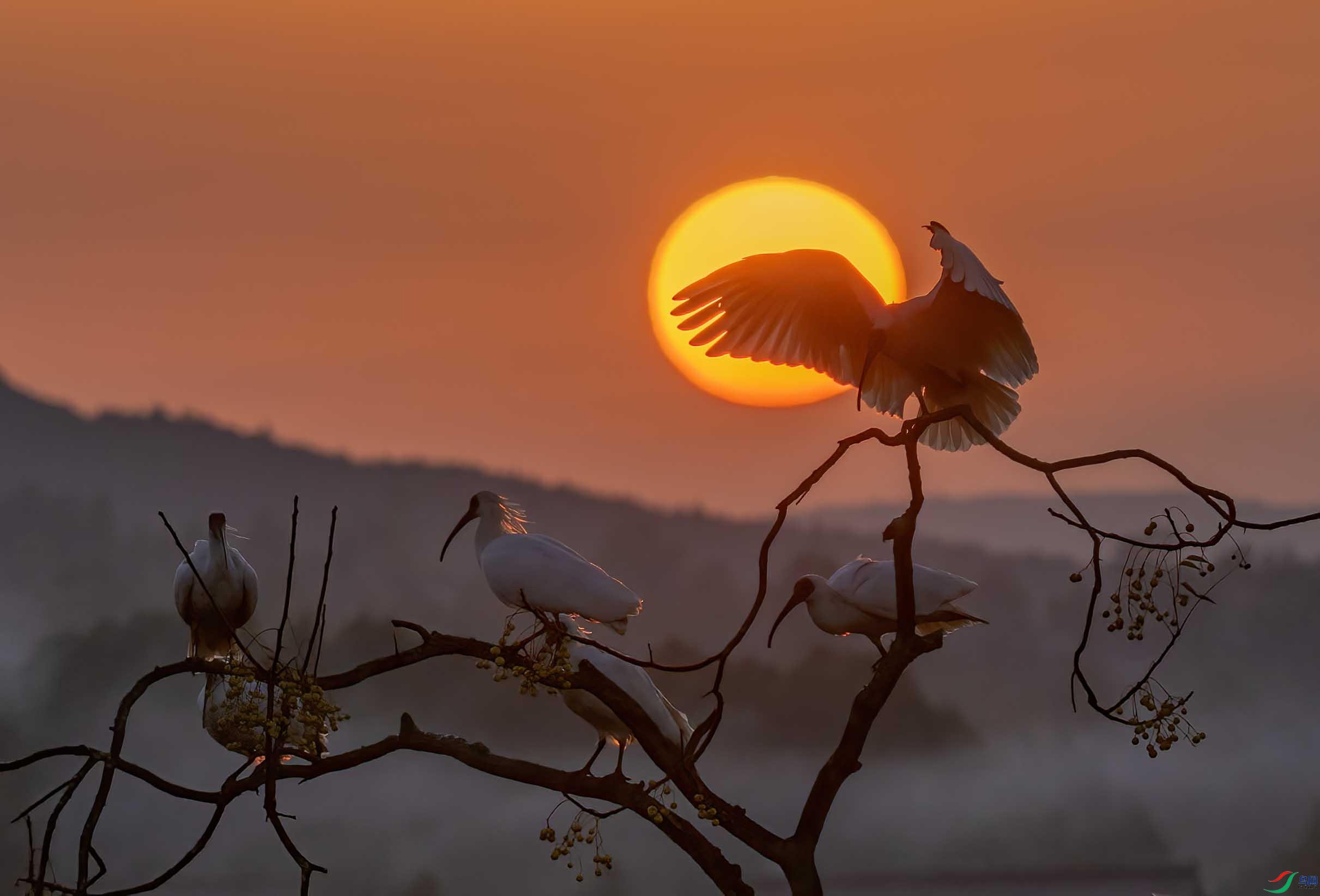 DSC_3593 ����.jpg