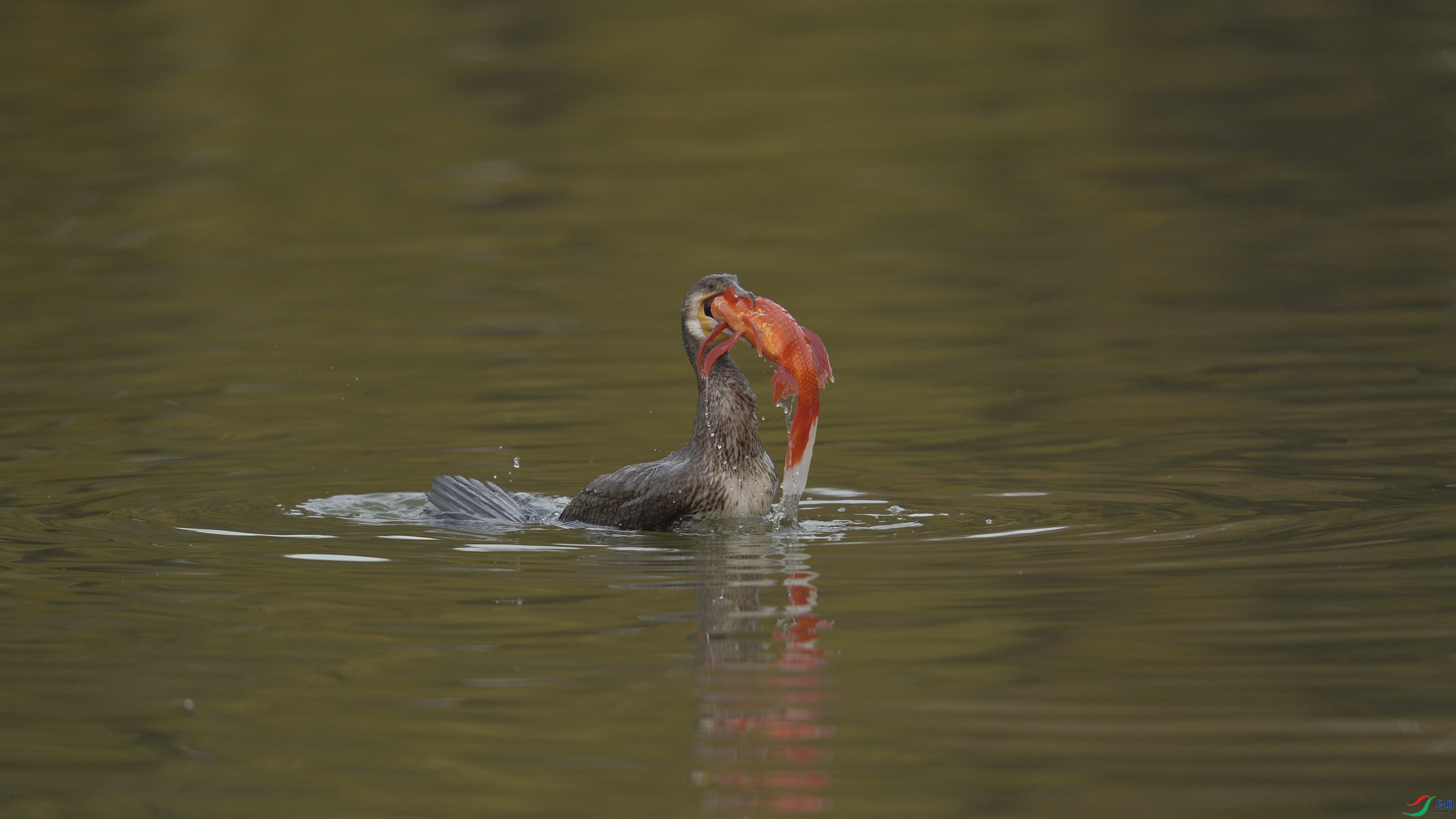 _DSC0254 ����3333333.jpg