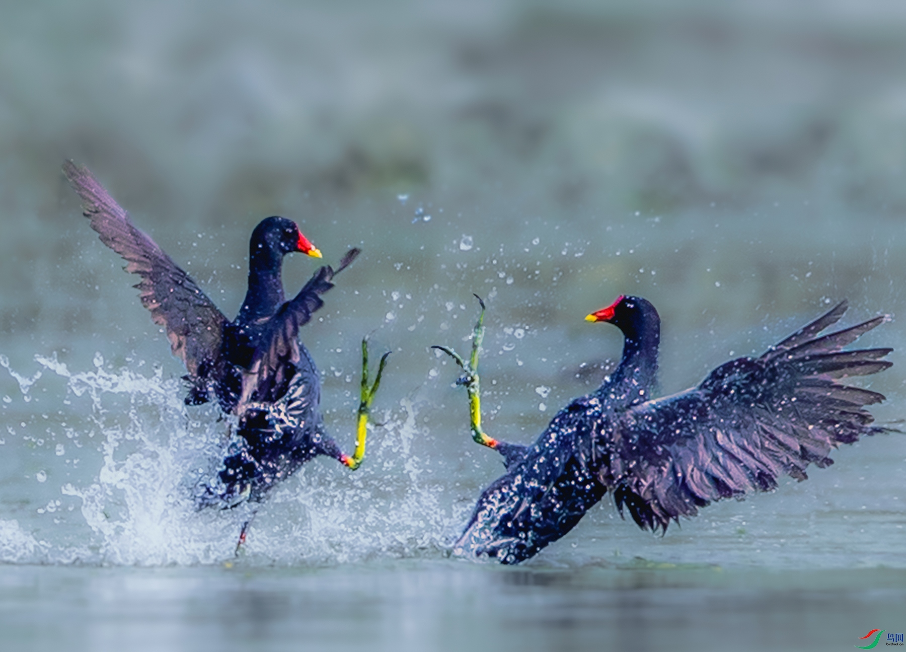 ��ˮ��----ս������