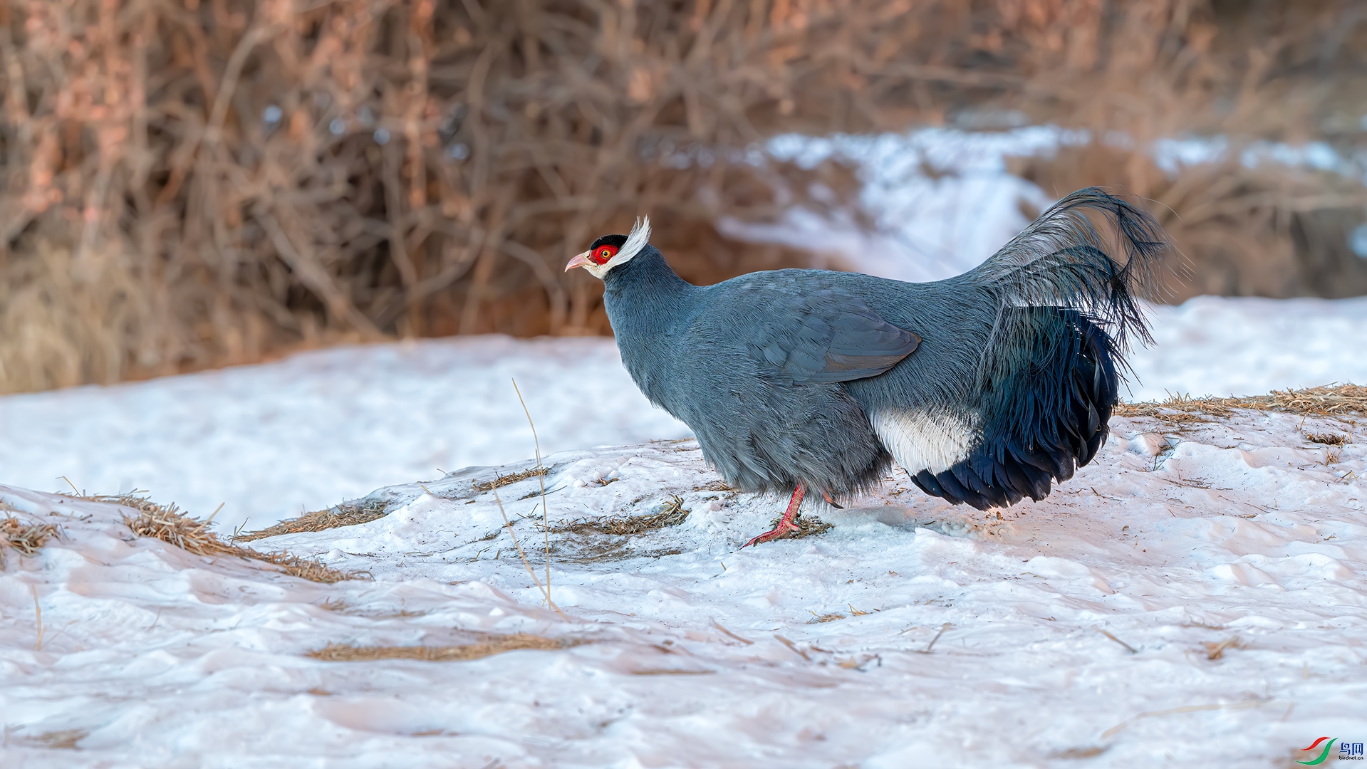 DSC_2178.jpg