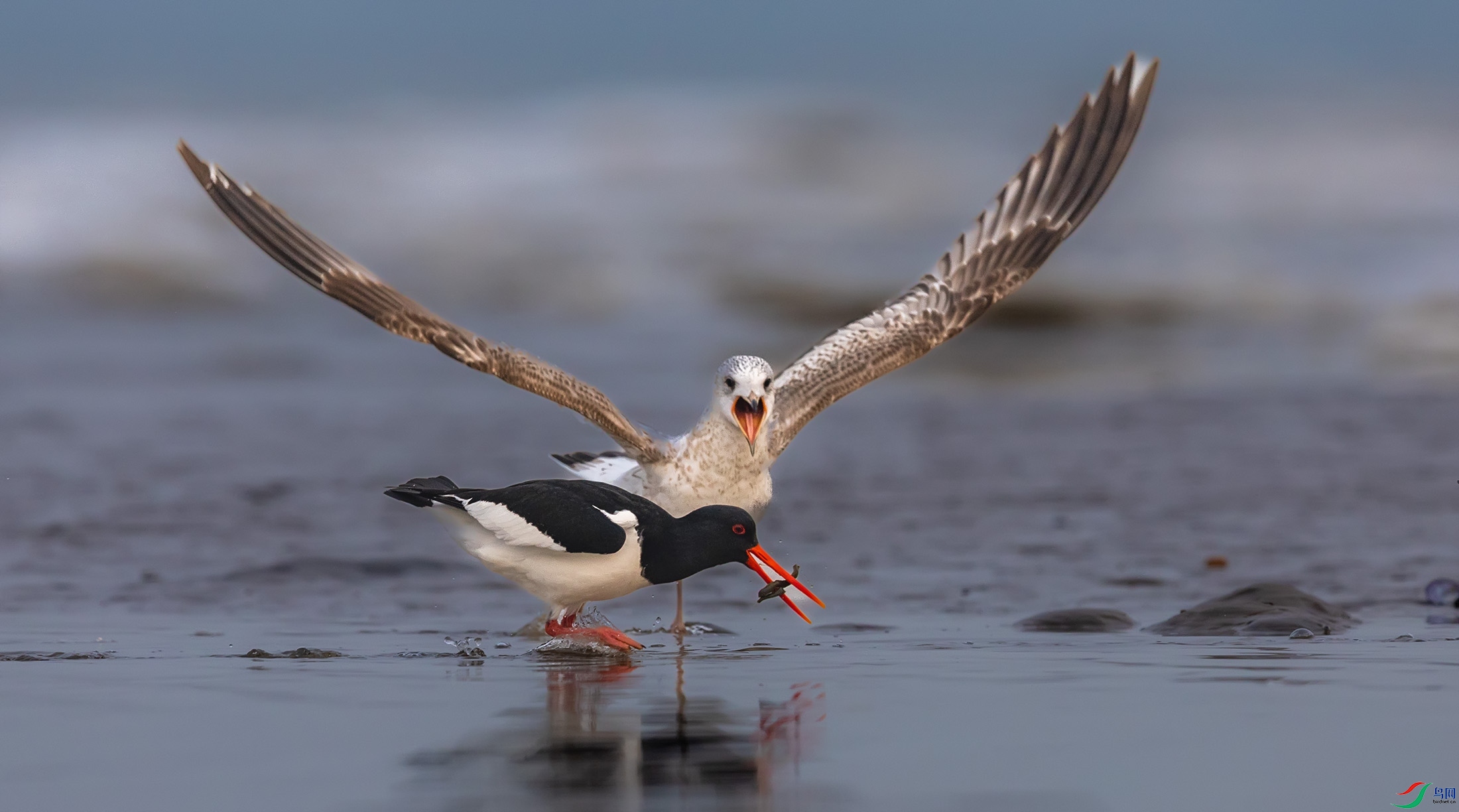 ��Ÿ������