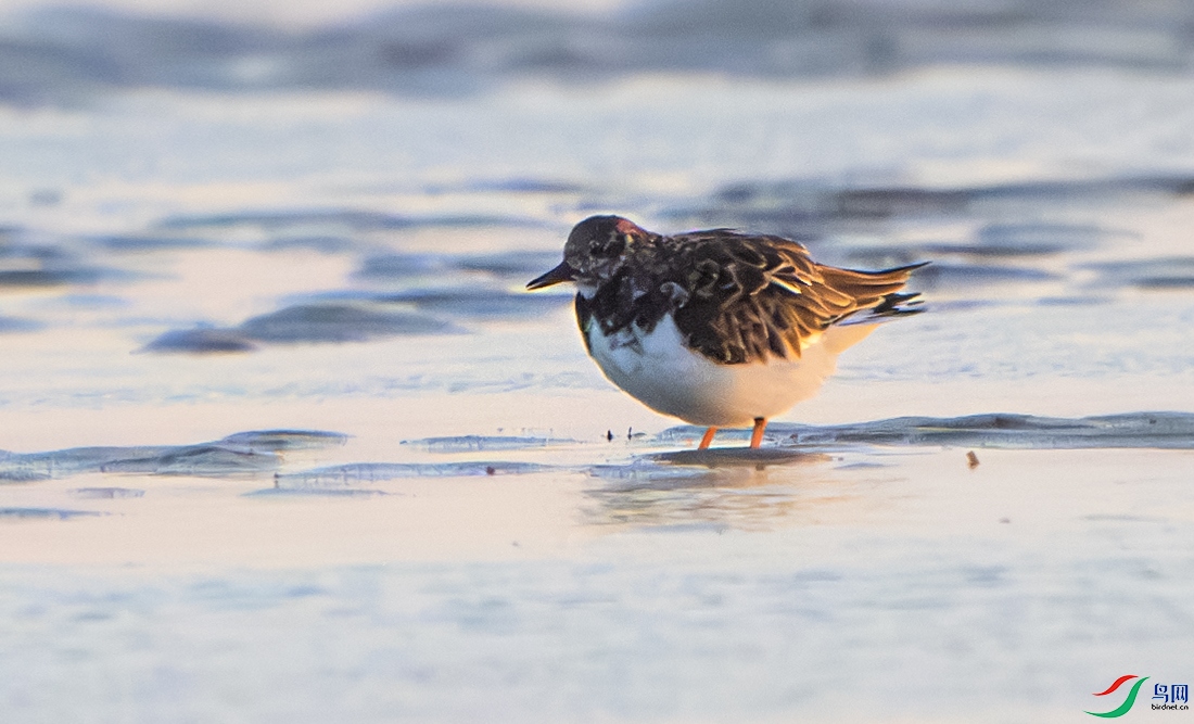 DSC_0132-����ǿ-NR ����.jpg