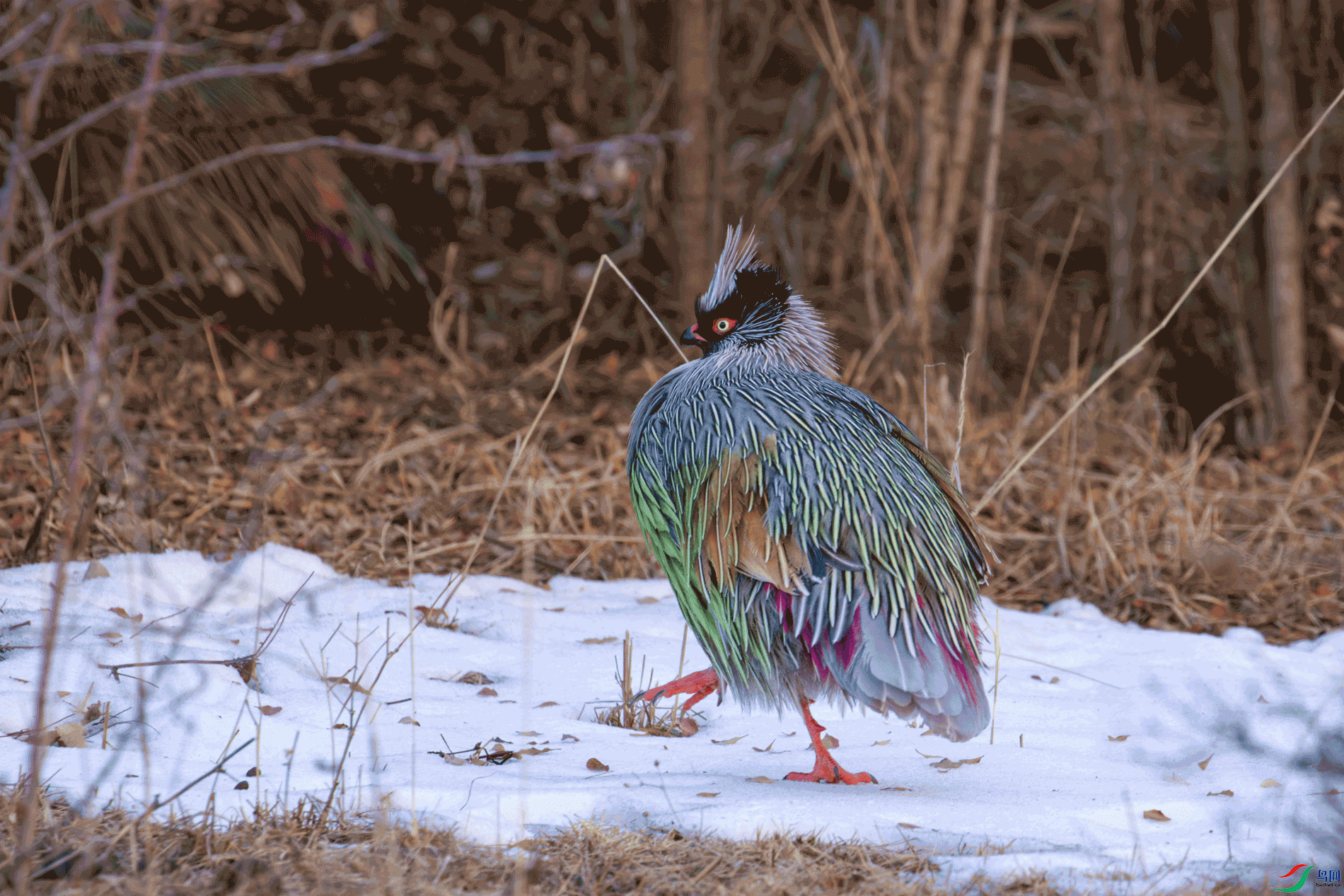 _00A8373-CR2_DxO_DeepPRIME.gif