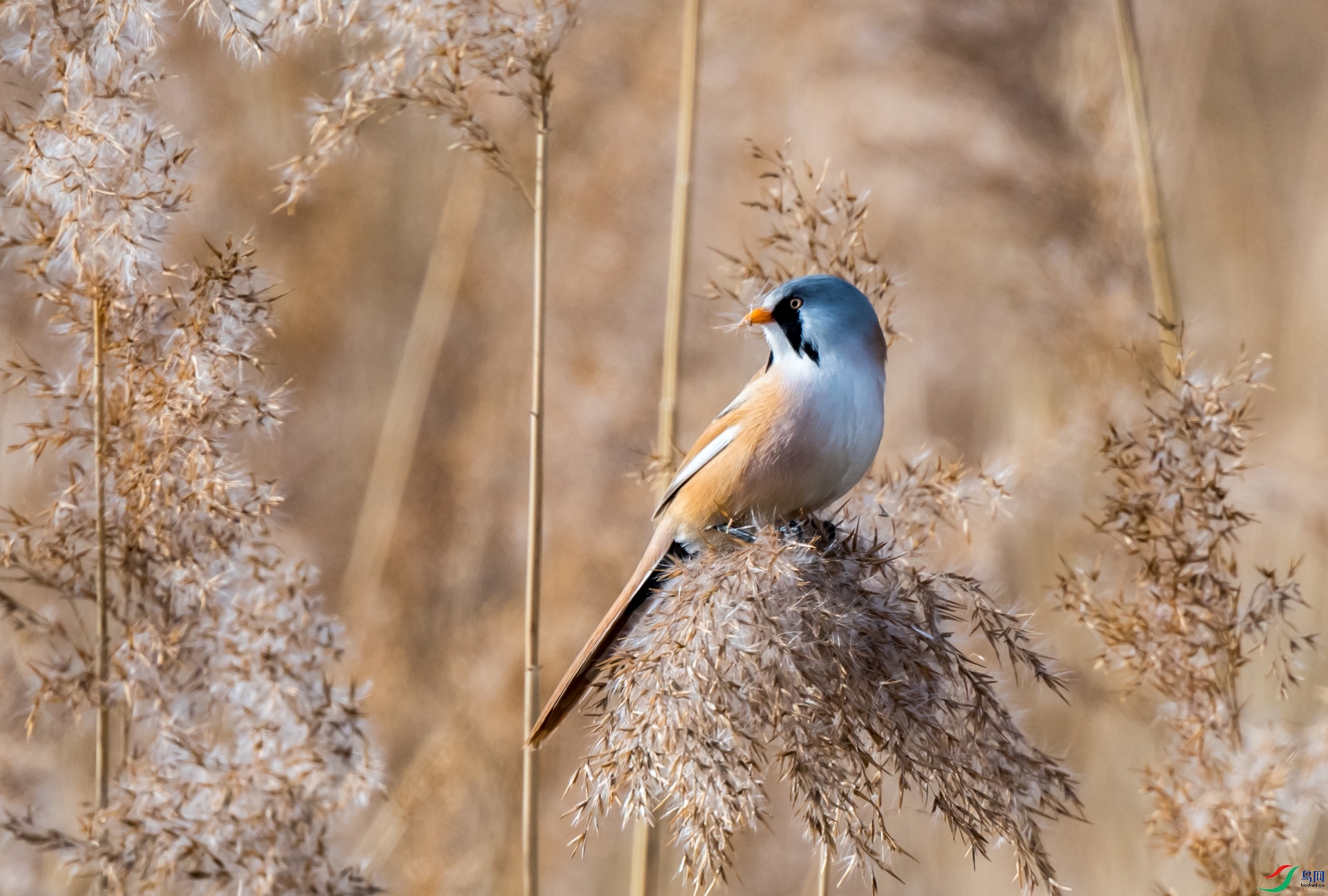 DSC_3950-2_����.jpg