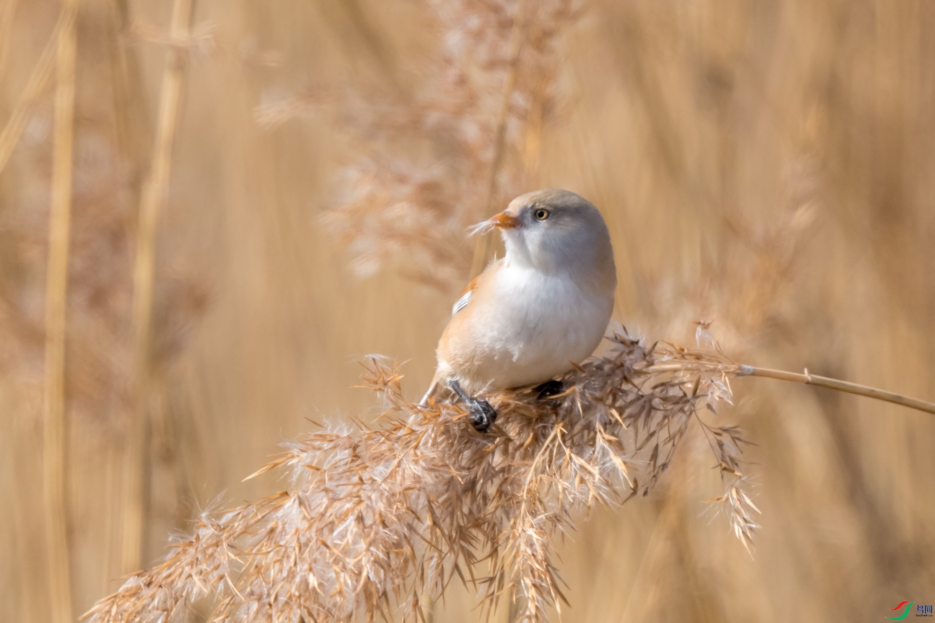 DSC_3993-3_����.jpg