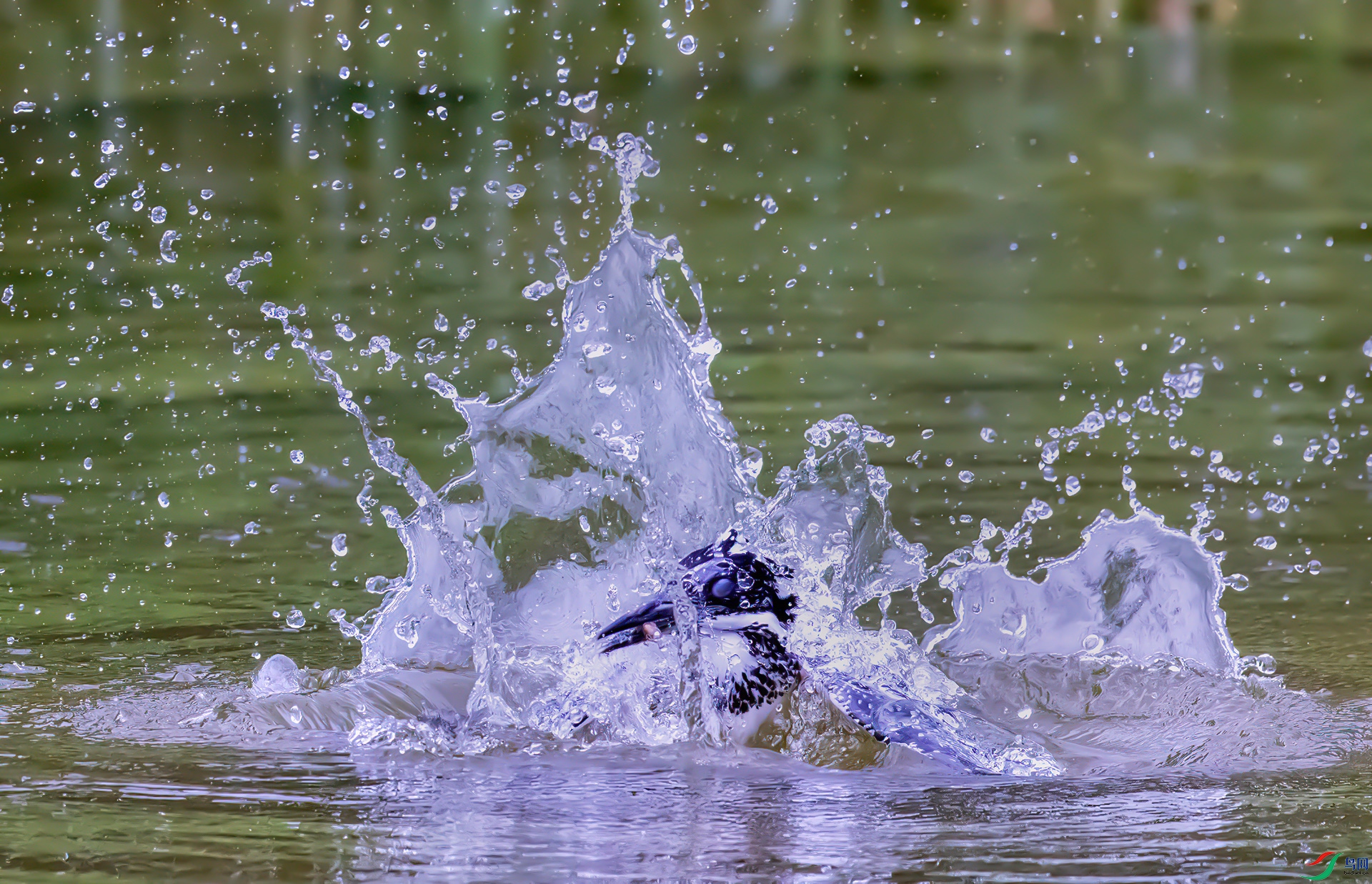 407A2343 ����-Sh----1  .jpg