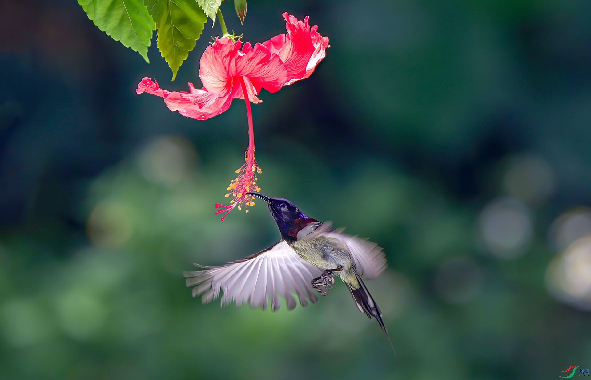 407A3346-Sh---1 .jpg