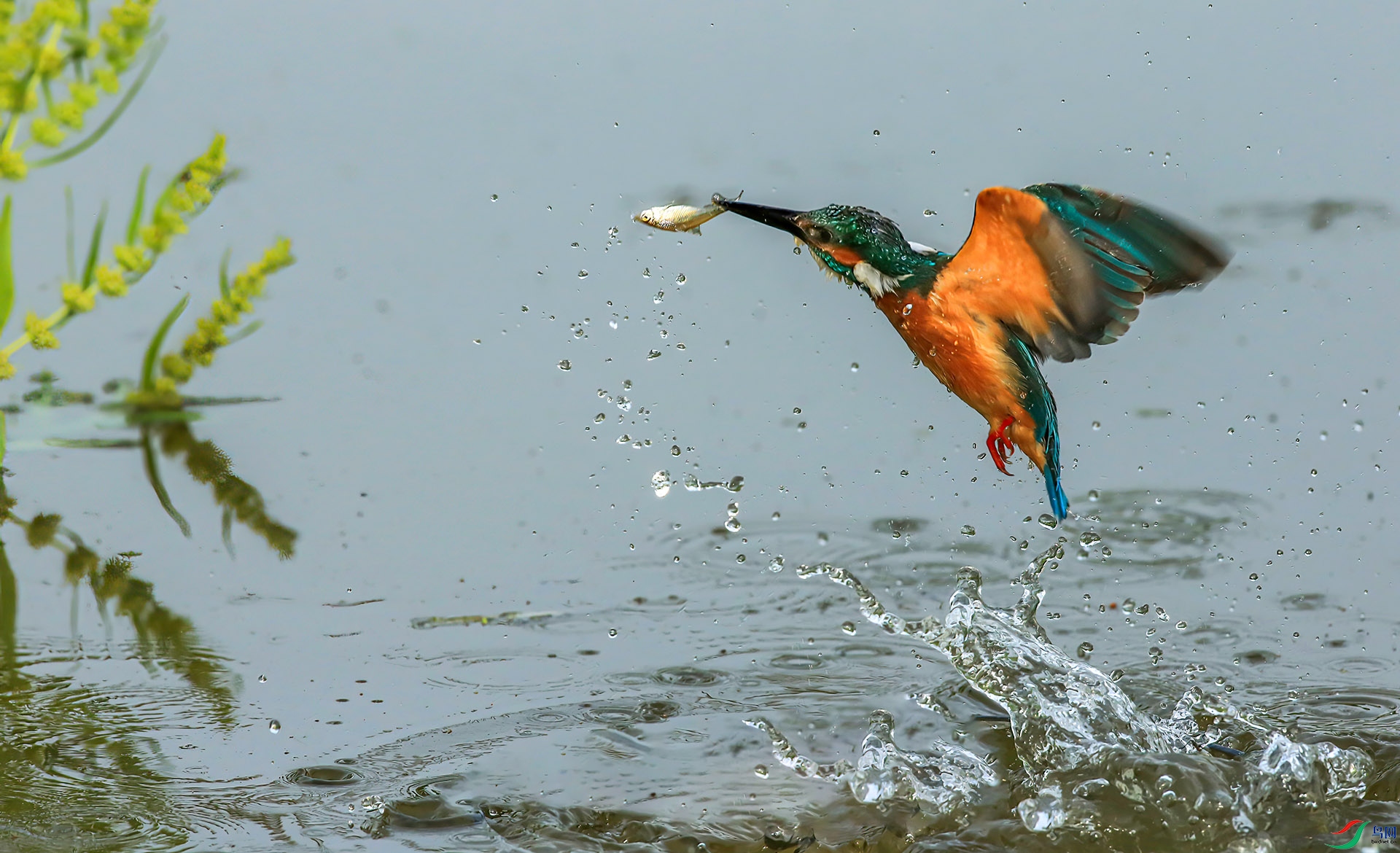 DL4V0128-Sha---1 .jpg