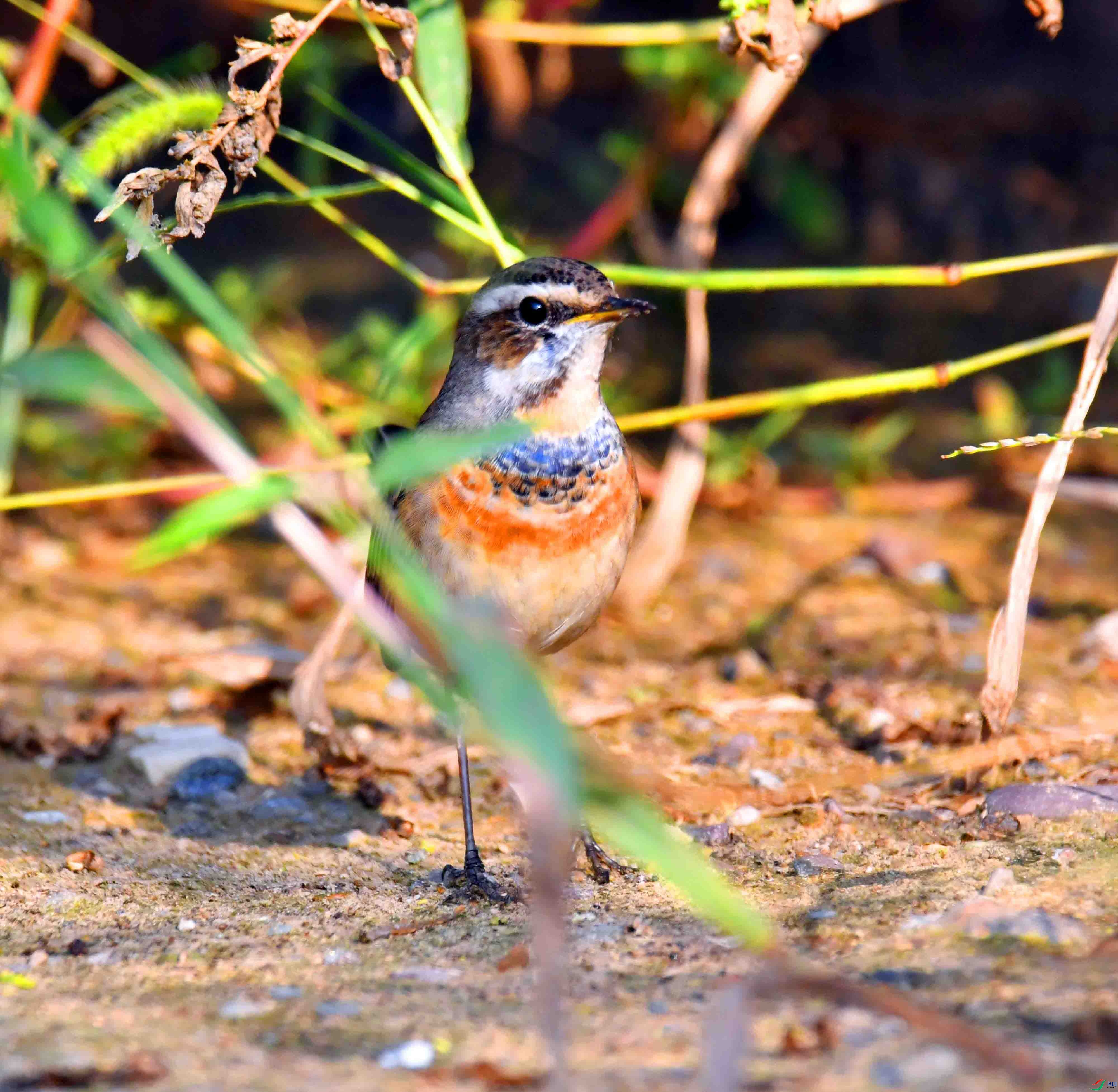 DSC_1624.JPG