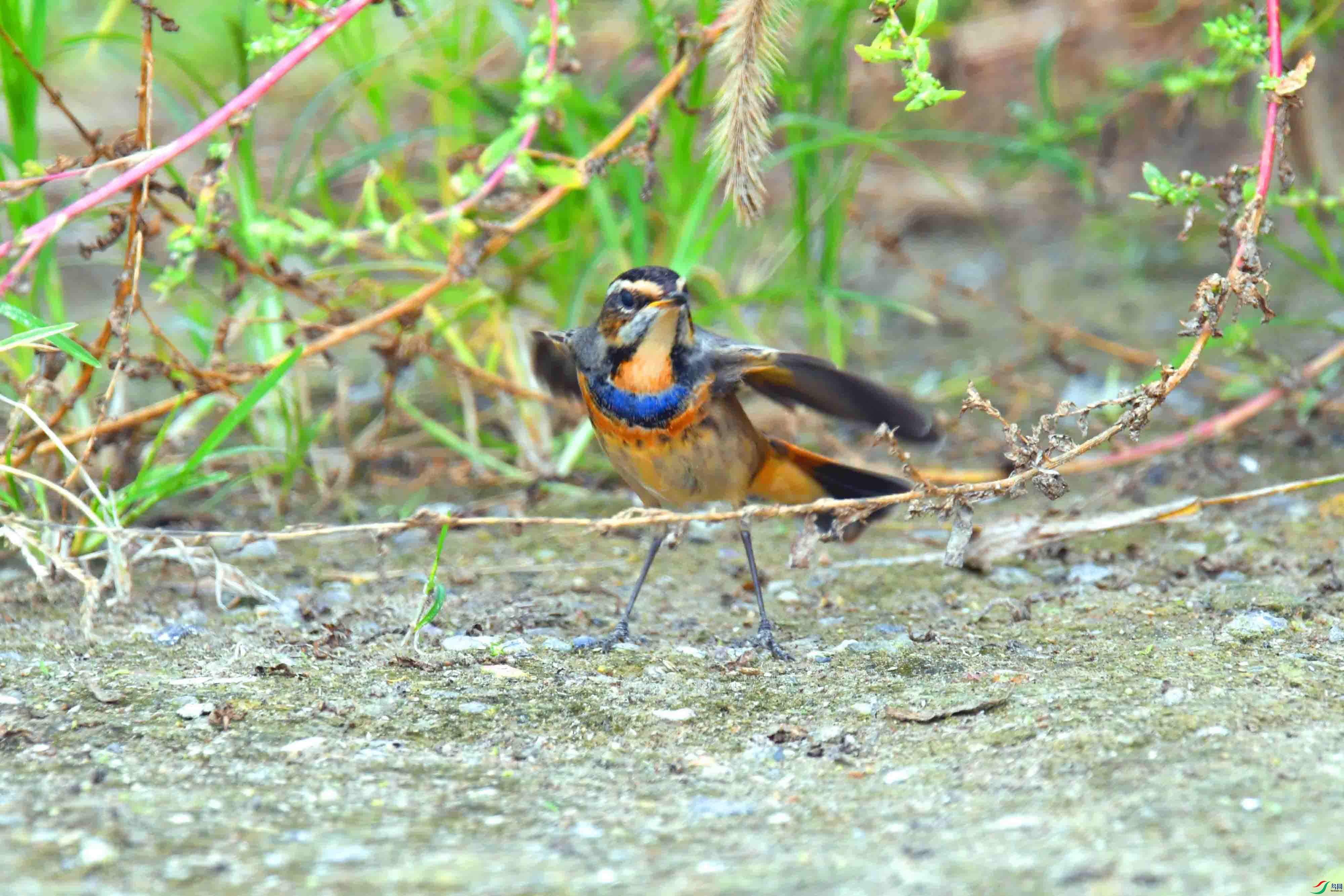 DSC_2105.JPG