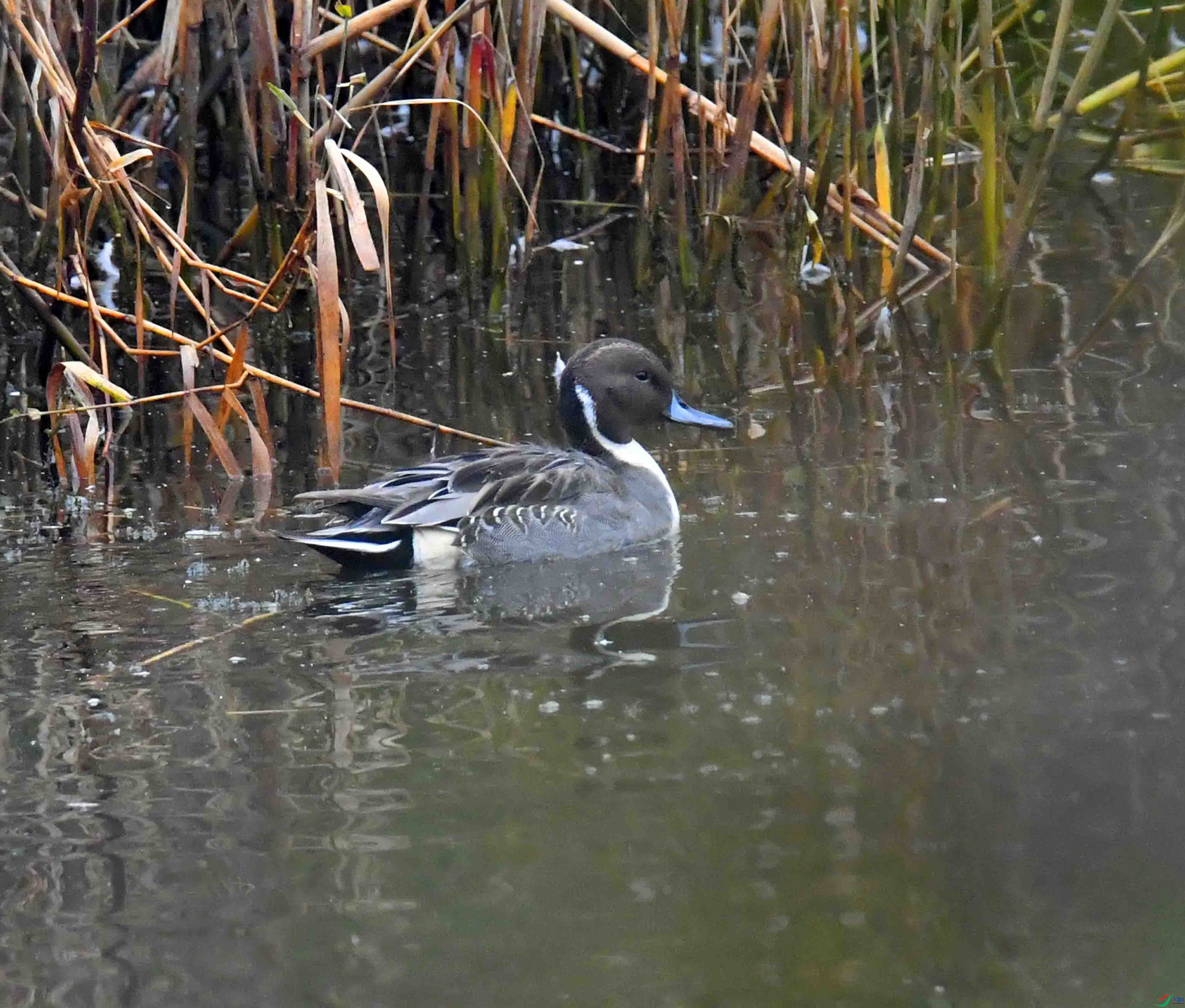 DSC_2897.JPG