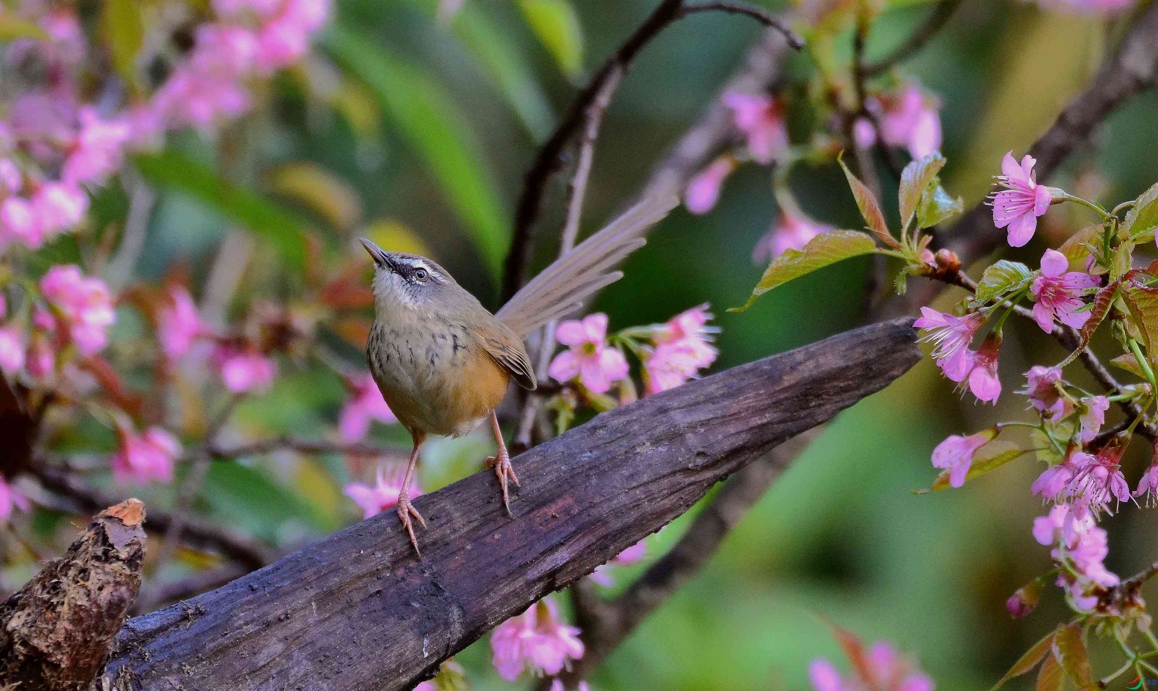 DSC_2413.JPG
