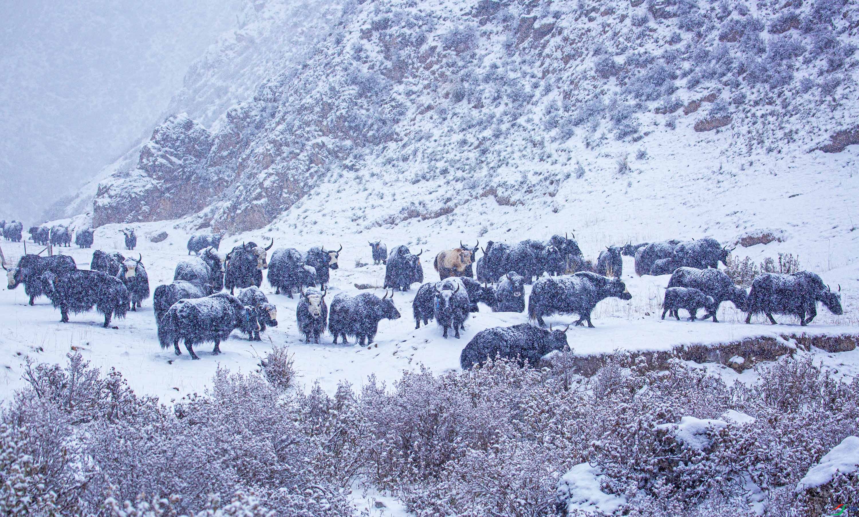 �ź��� ѩ�չ��� 13993617051.jpg