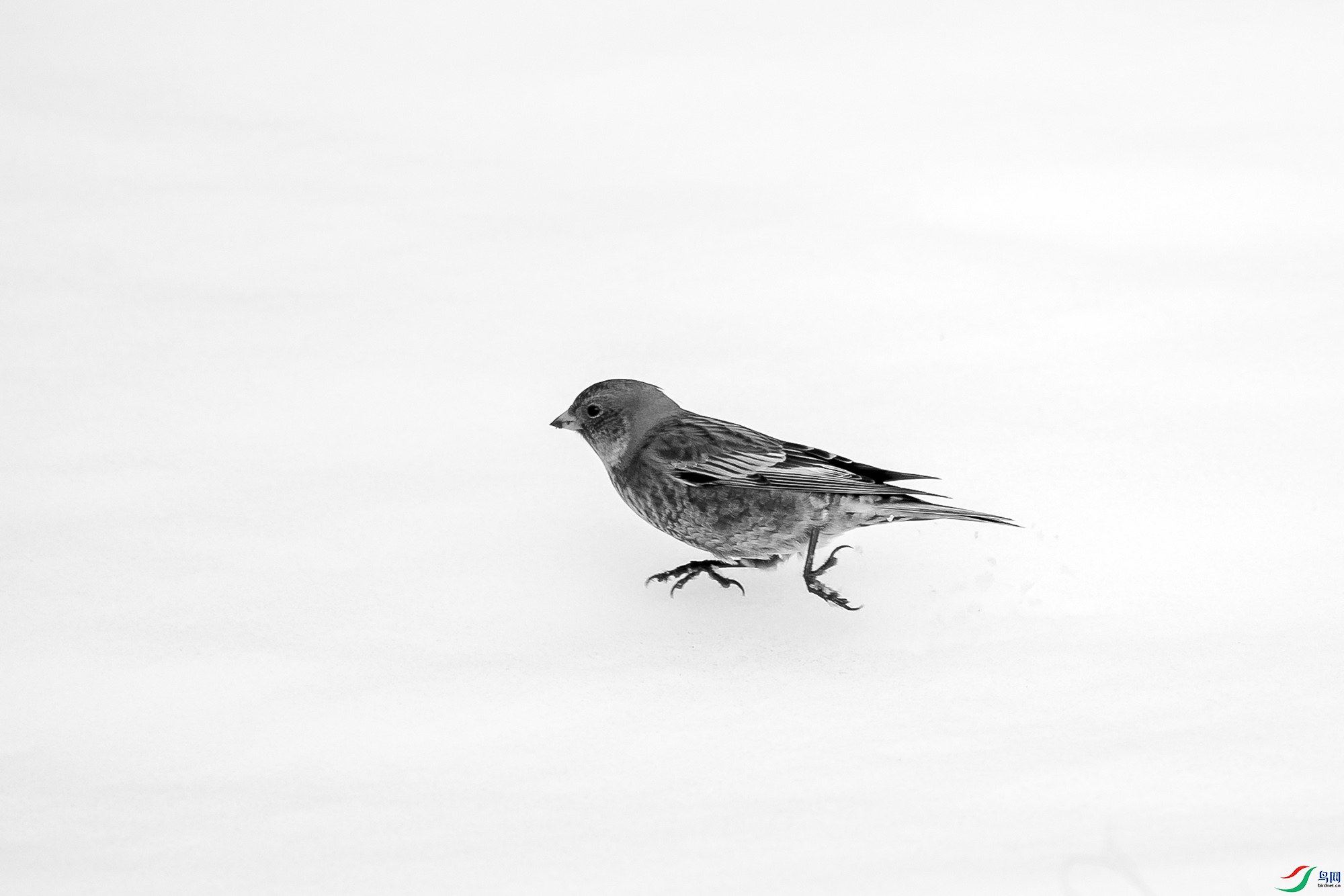 _DSC90290.jpg
