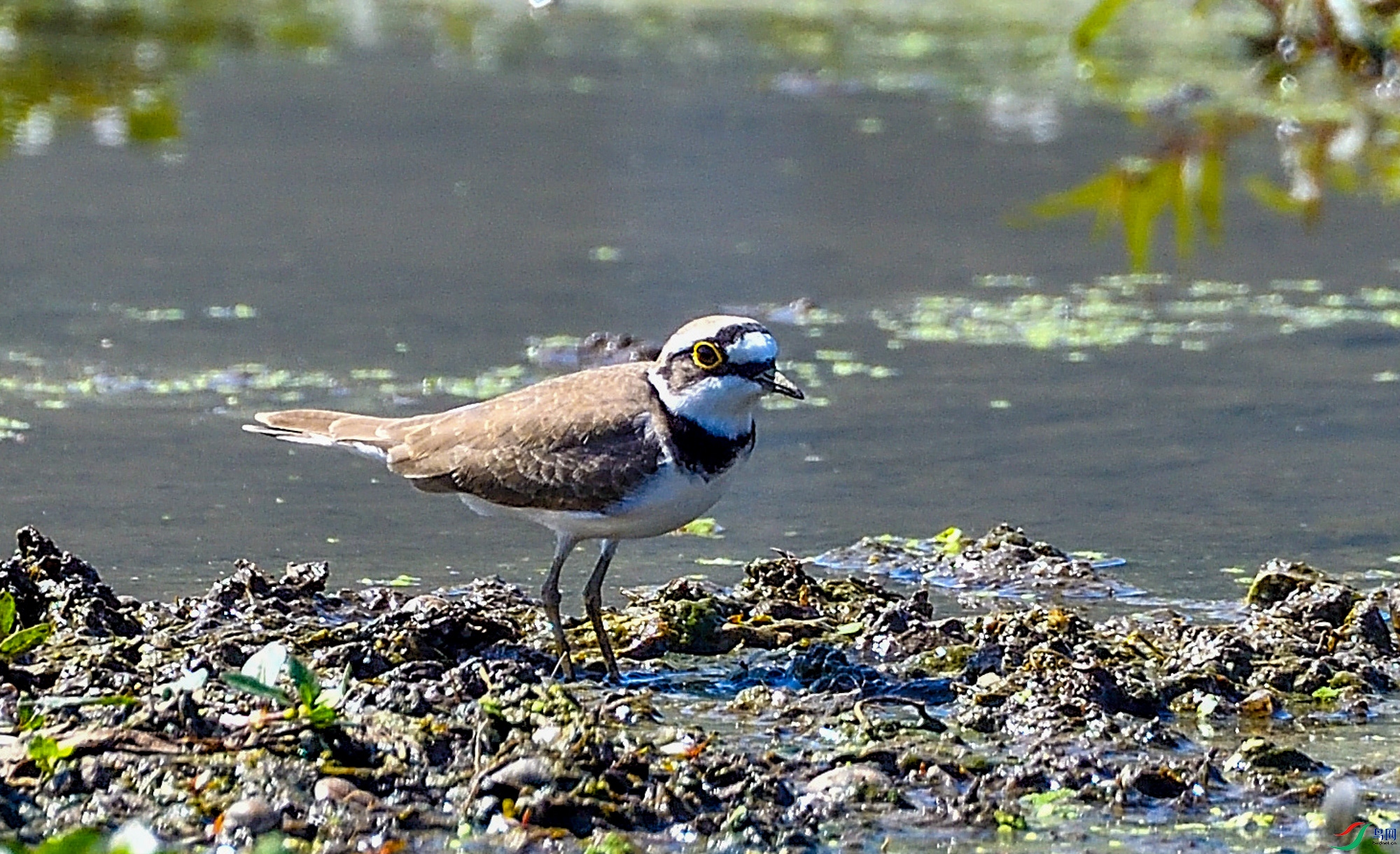 DSC_9850_00013.jpg