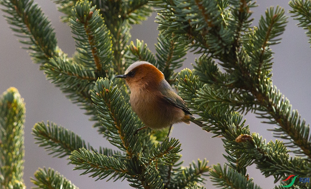 ��ͷȸݺ (4).jpg