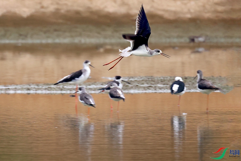 �ڳ᳤����