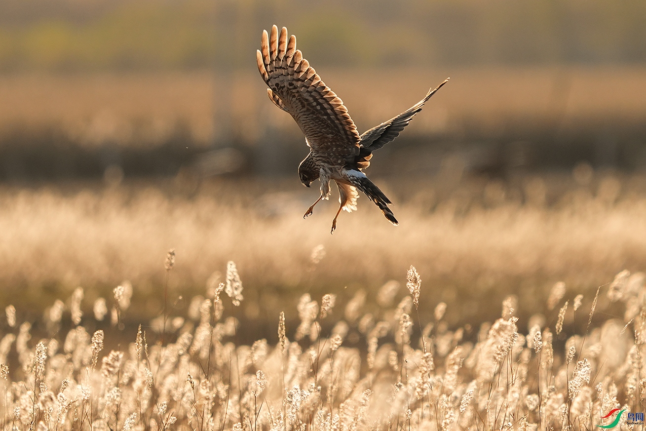 DSC09966 ����.jpg