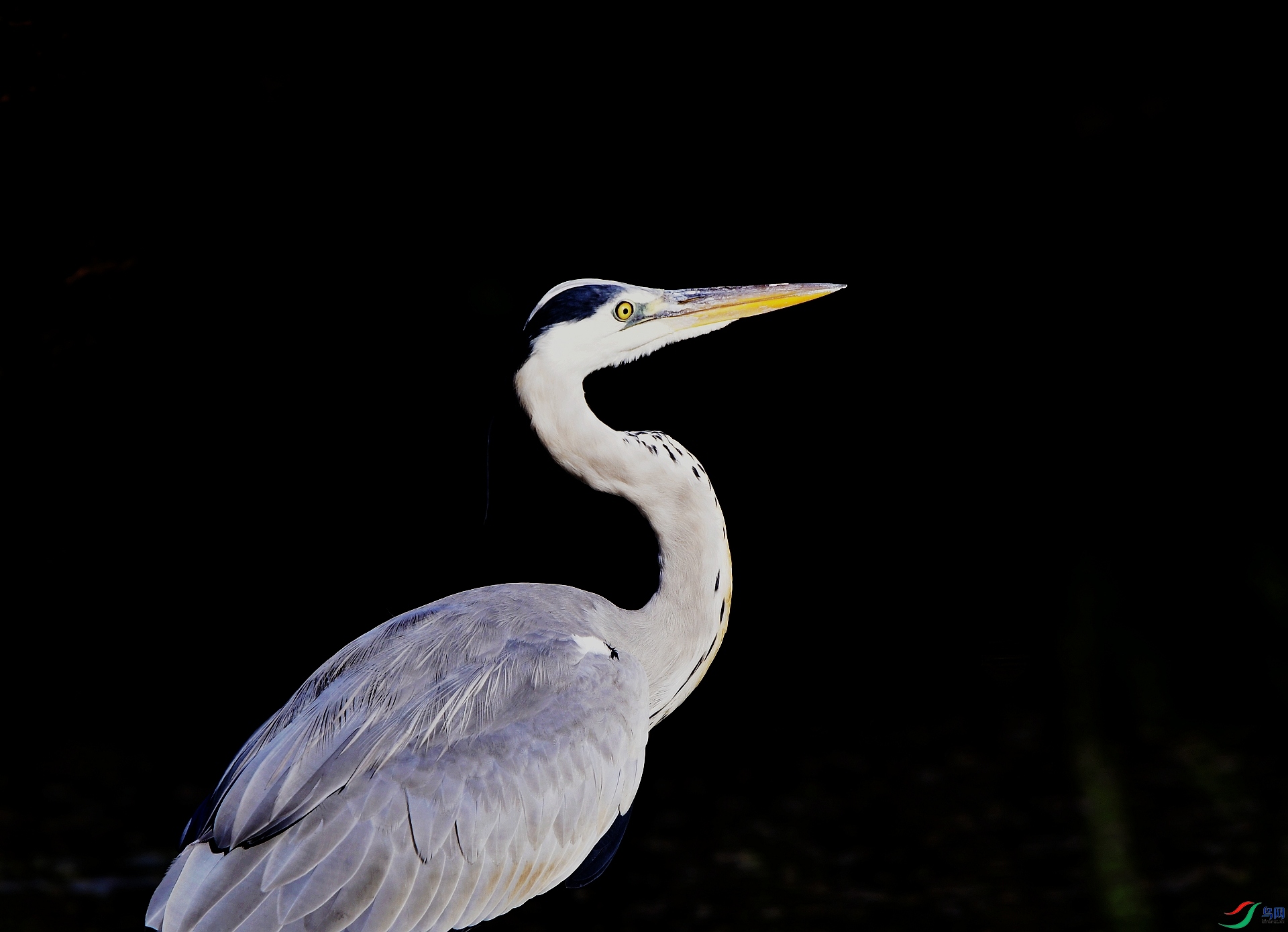 _D5D6330.jpg