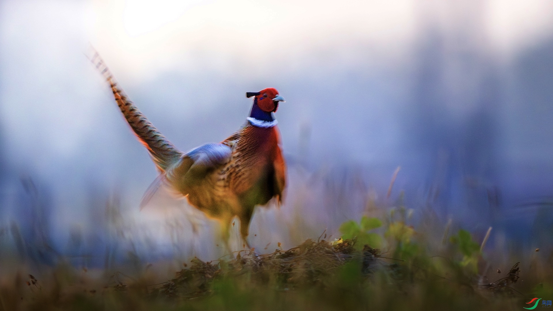 1_DSC1271-����ǿ-NR ����.jpeg