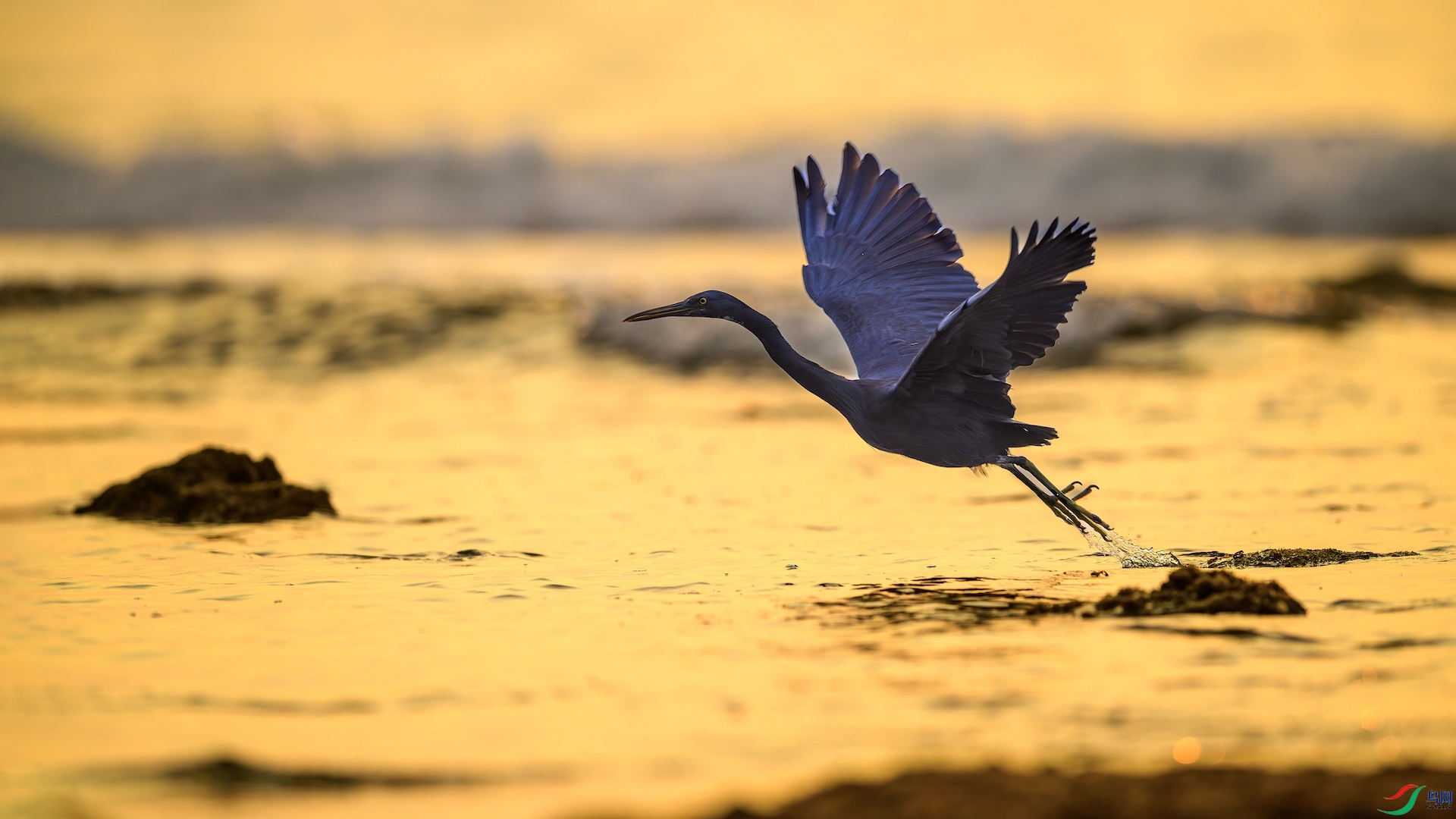 1_XXL8220-����ǿ-NR �����ĸ���.jpeg