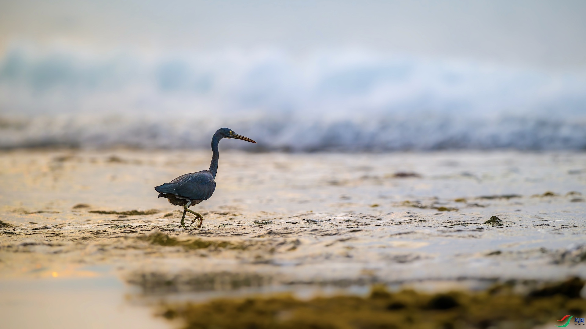 1_XXL8844-����ǿ-NR ����.jpeg