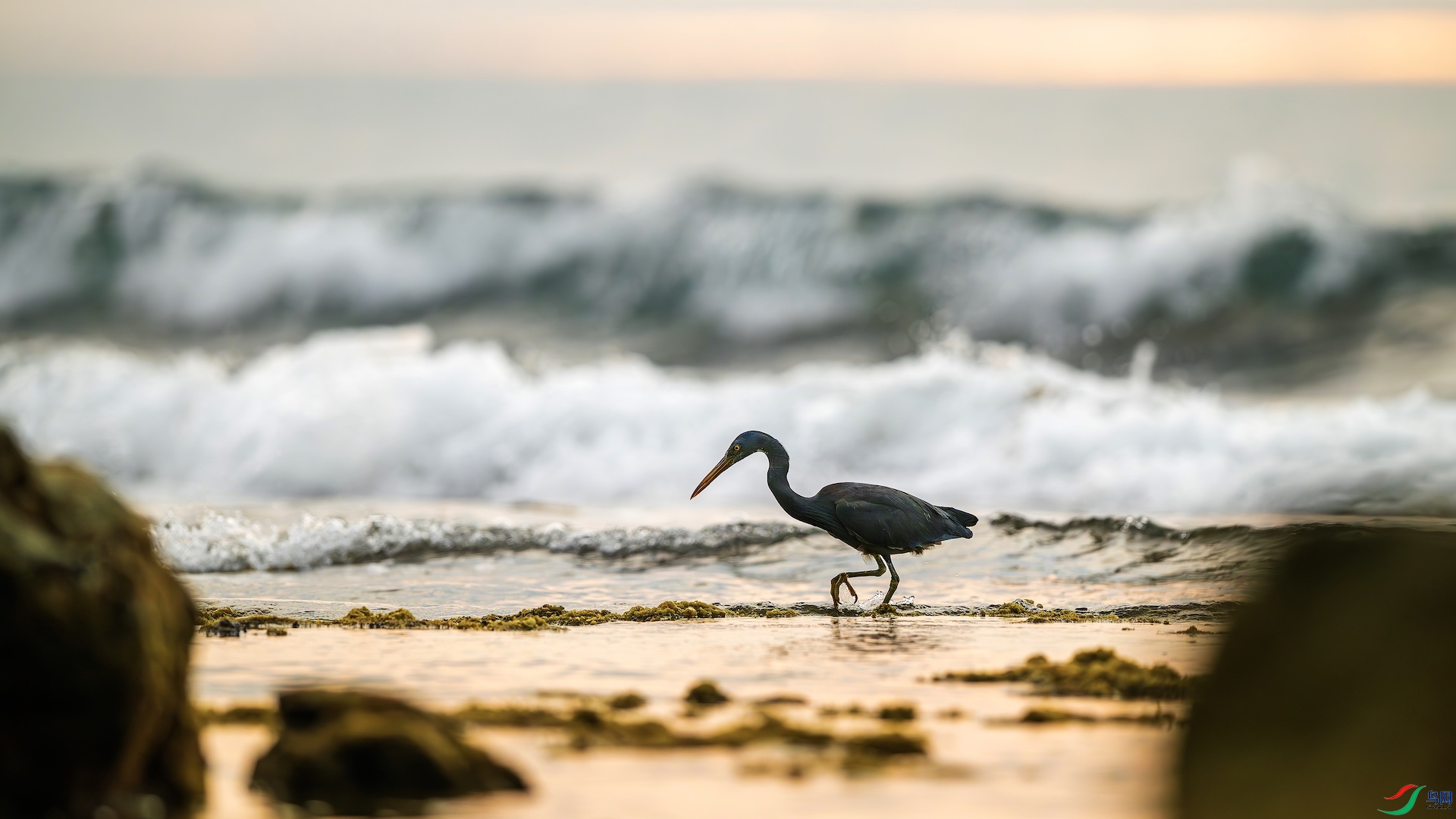 1_XXL8885-����ǿ-NR ����.jpeg