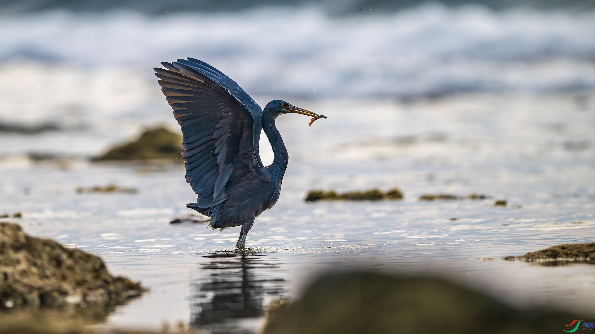 1_XXL8956-����ǿ-NR ����.jpeg