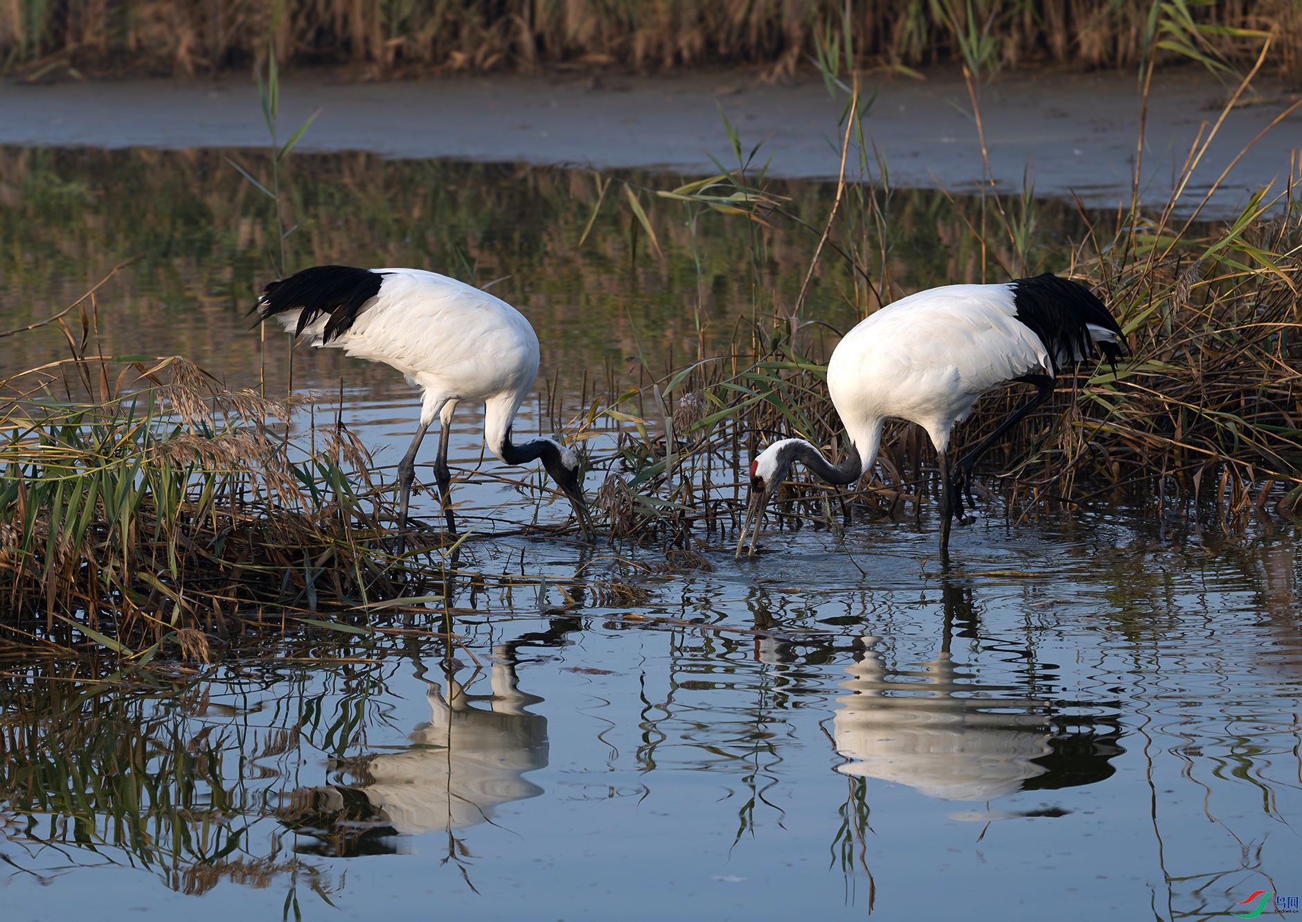 DSC_2156d.jpg