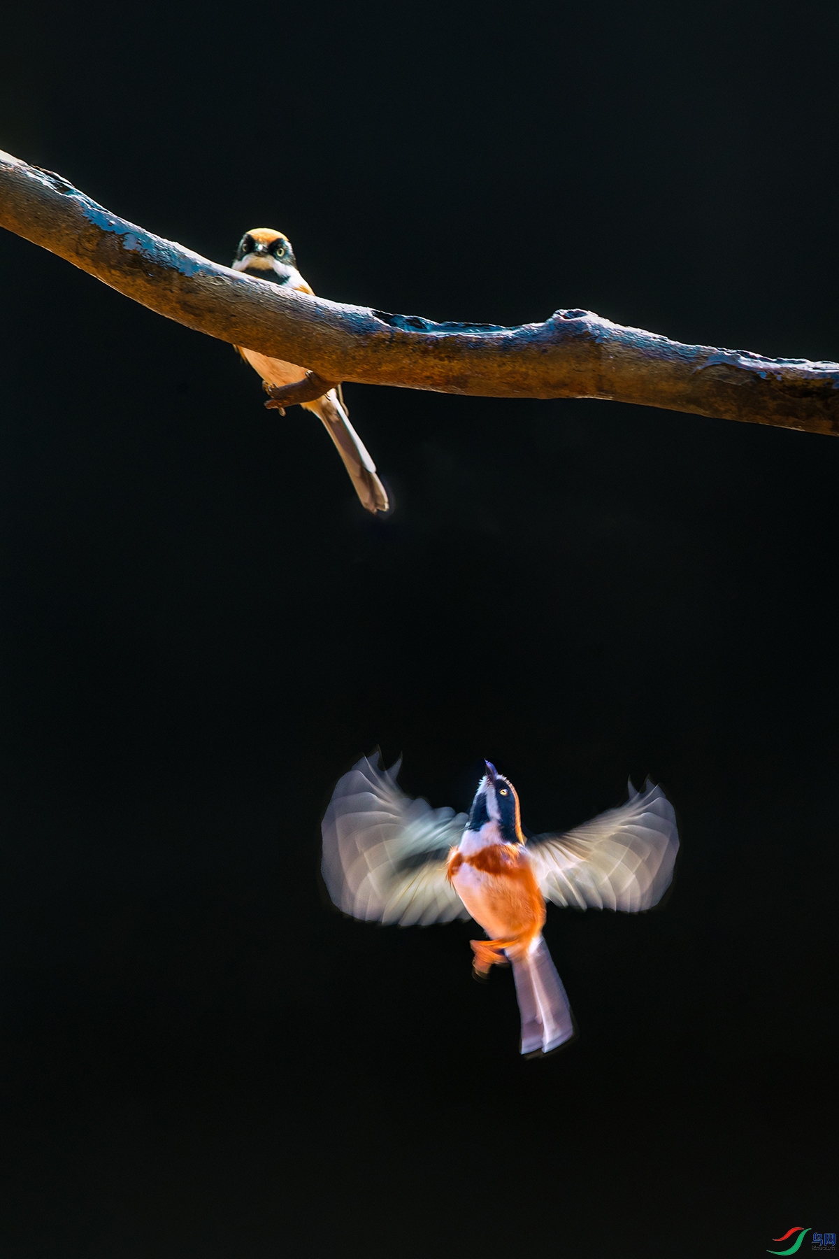 ��ͷ��βɽȸ----��Ϊٯ��