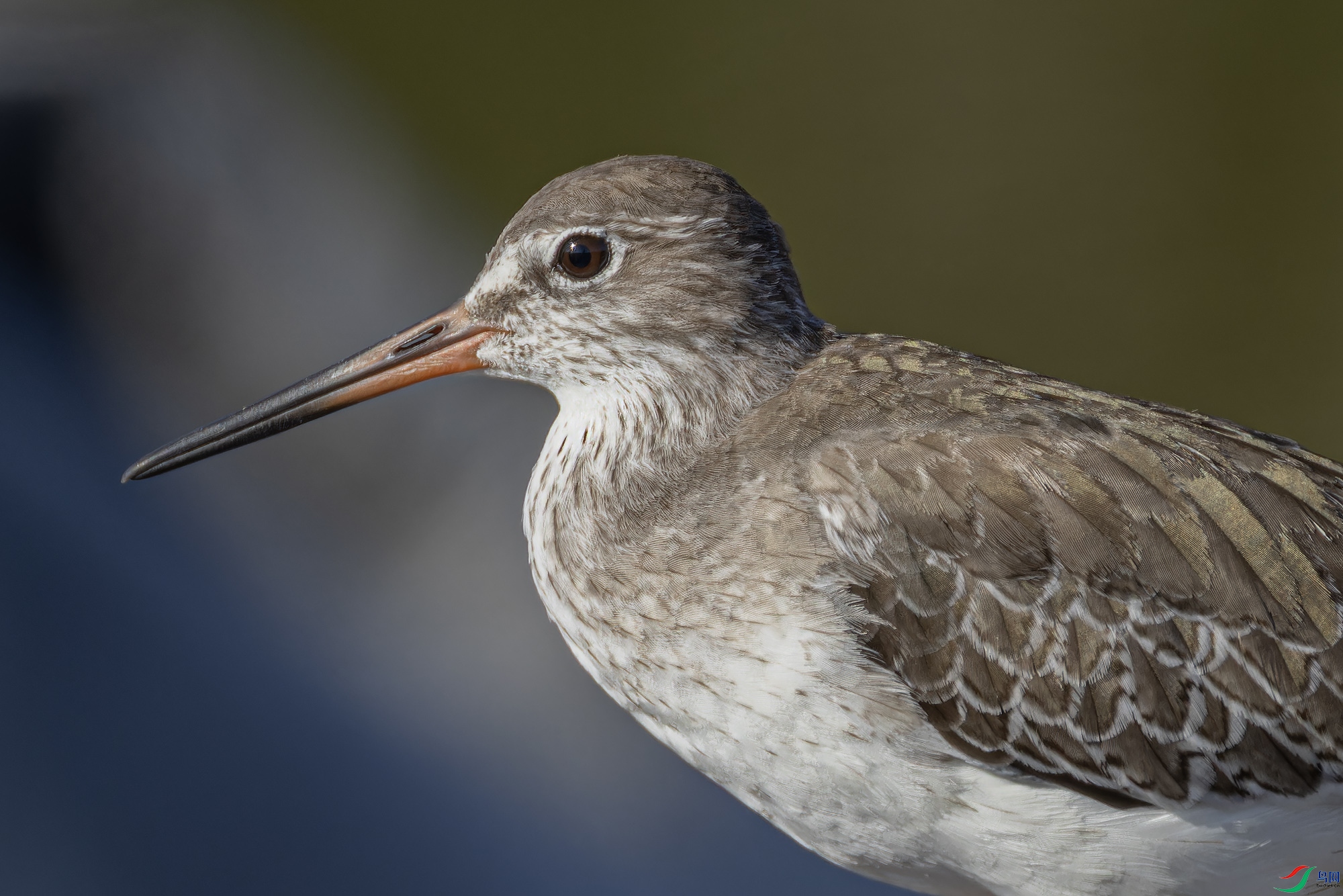 _97A7225-CR3 copy.jpg