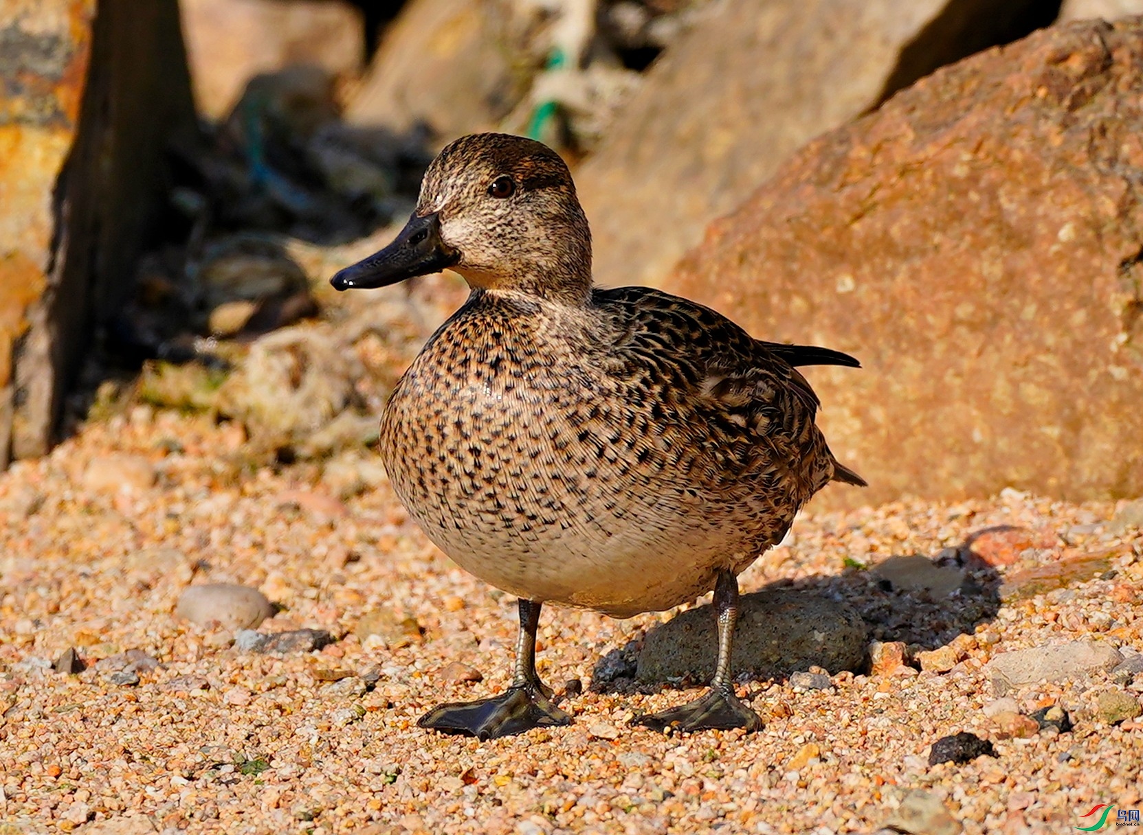 DSC03864 -2021-1-8.JPG