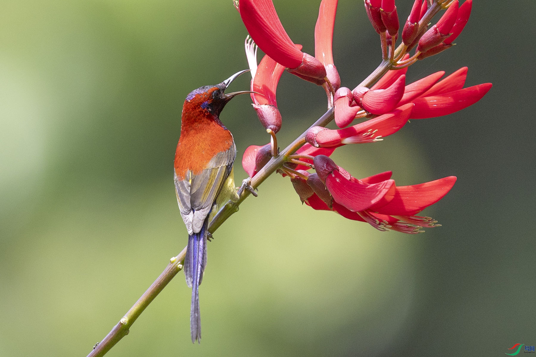 ����̫����