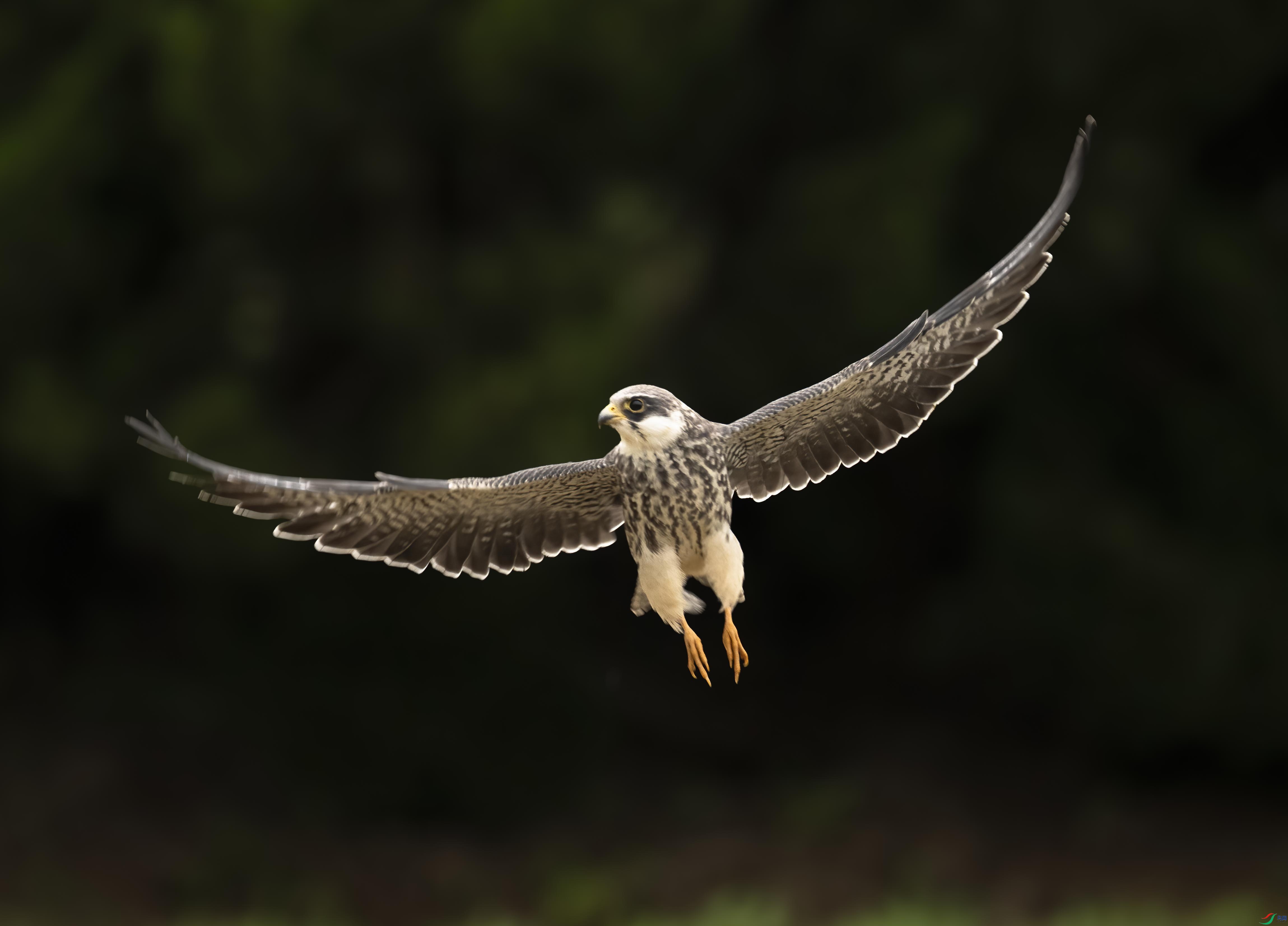 DSC_0867 ����.jpg