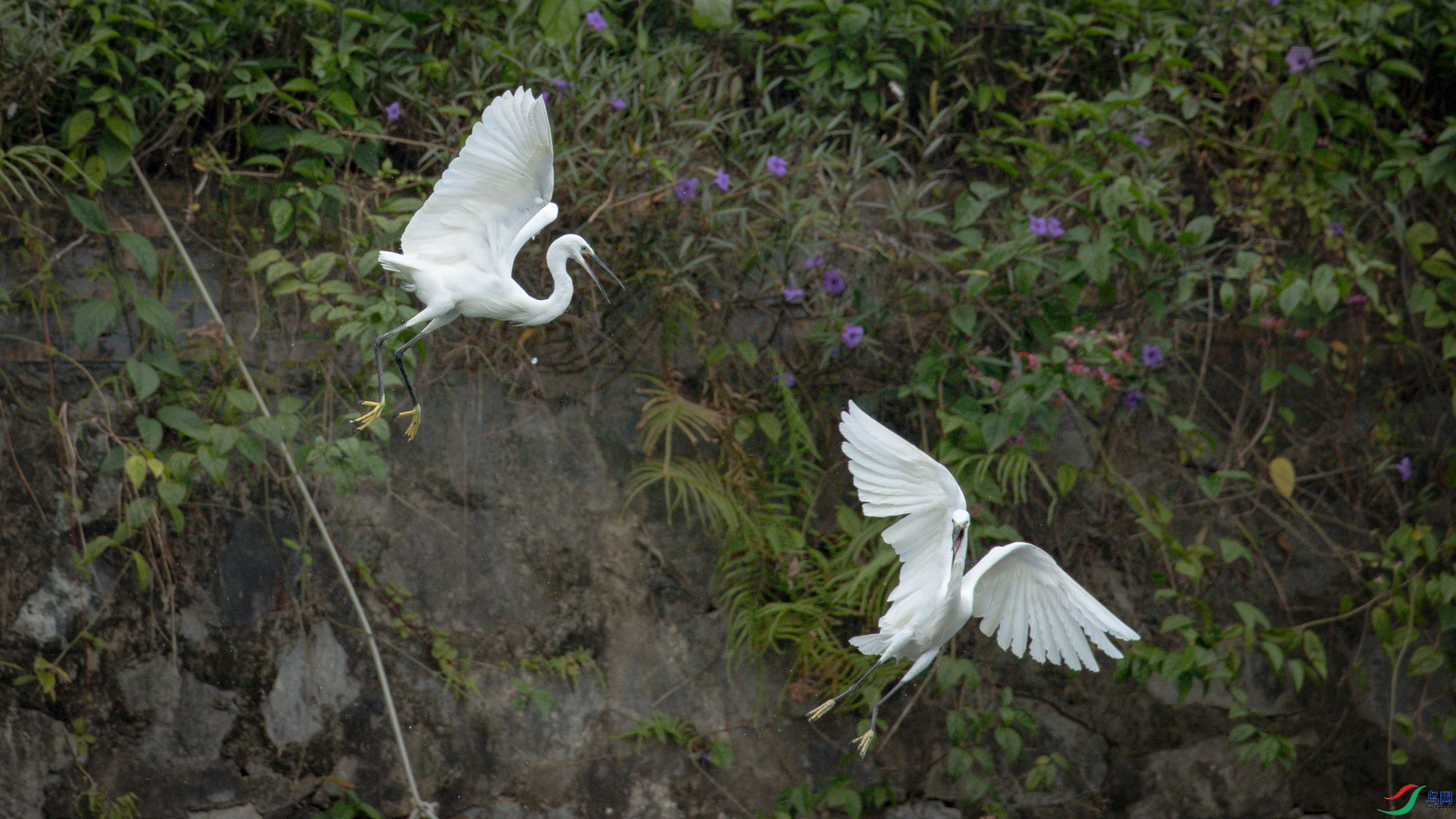 ʢ������