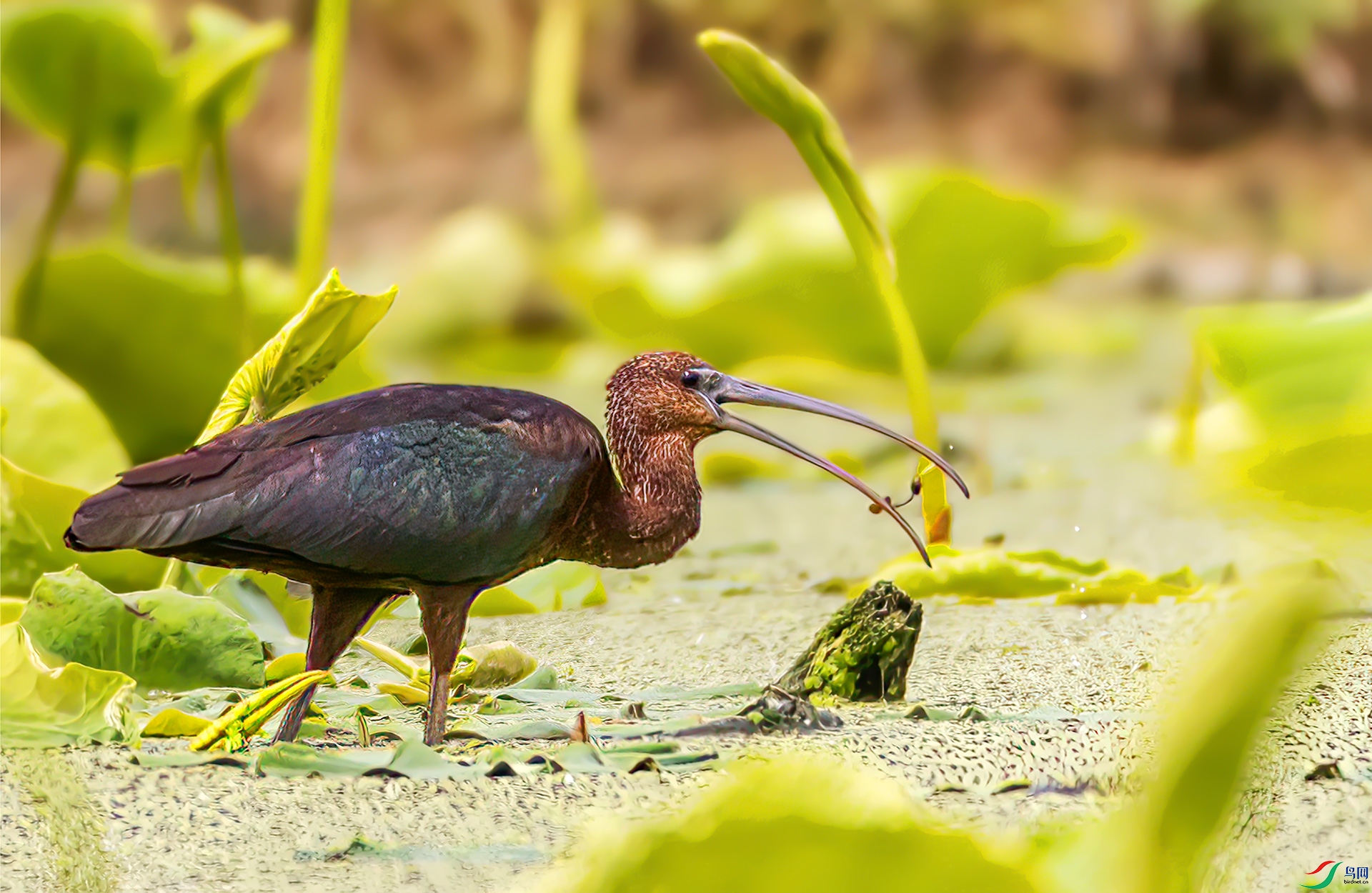 407A7579 ����-Sh----1 .jpg