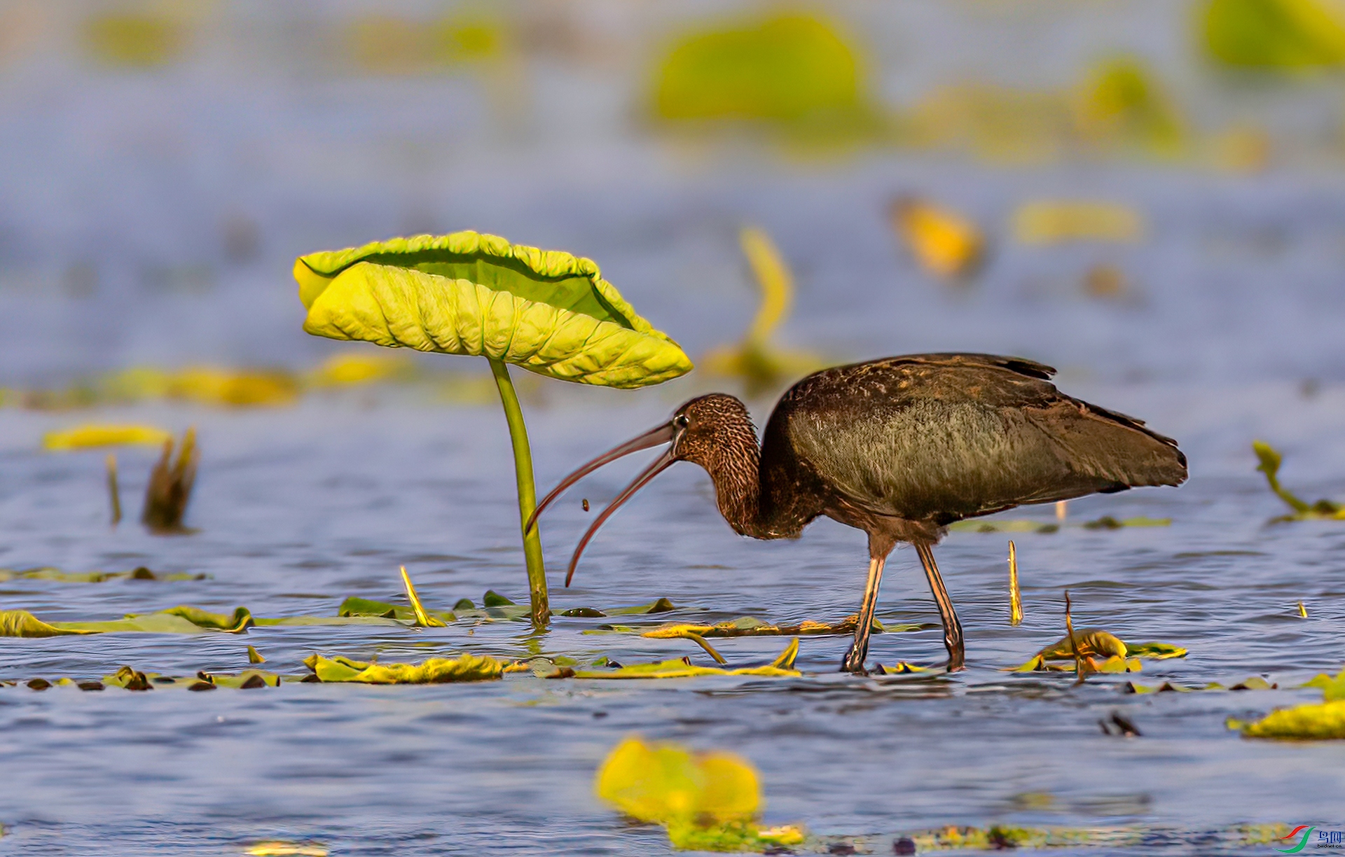 407A3957 ����-Sh--1 .jpg