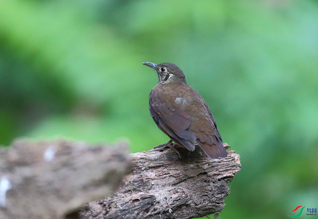 AN5W61373a.jpg
