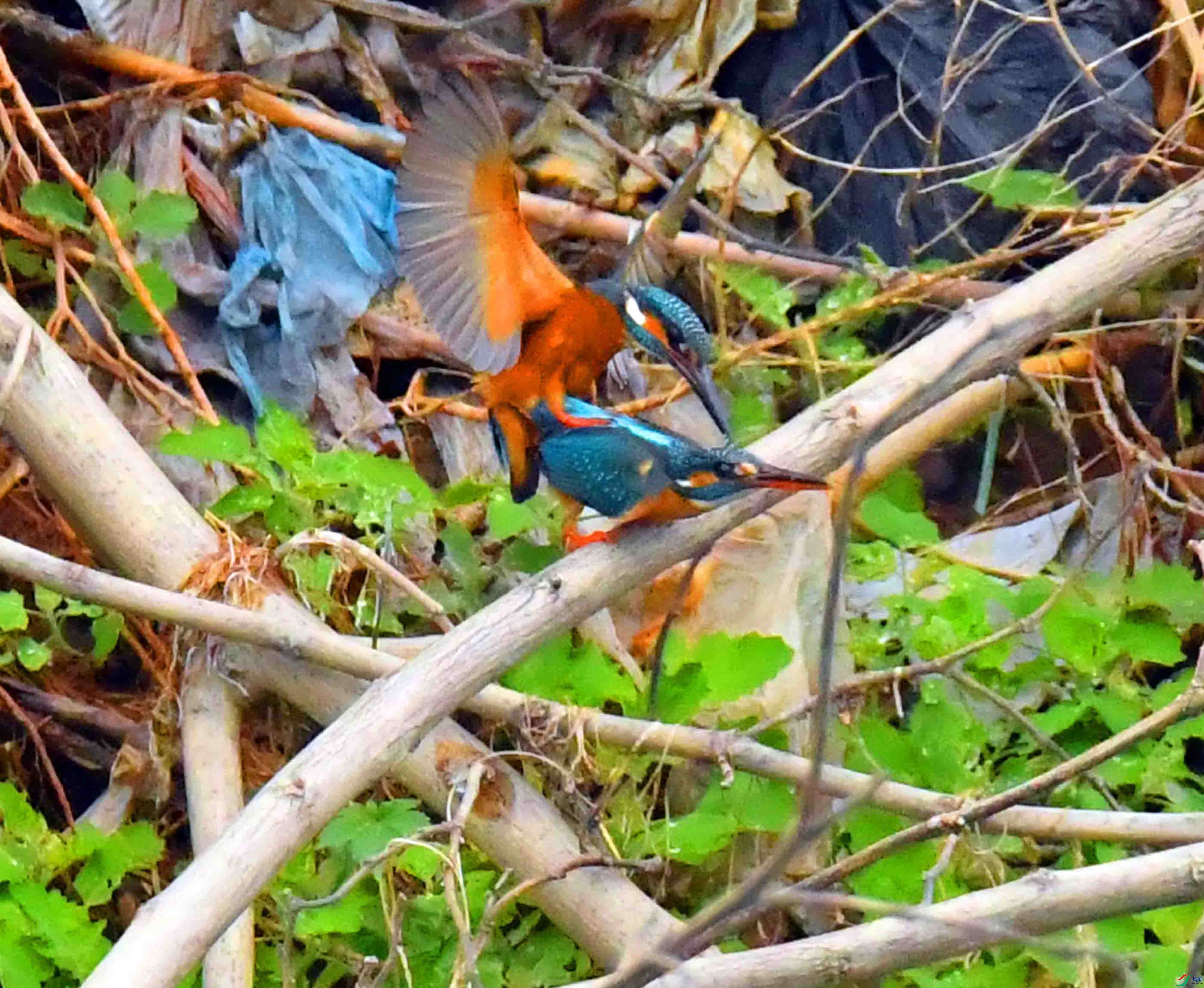 DSC_1628.JPG