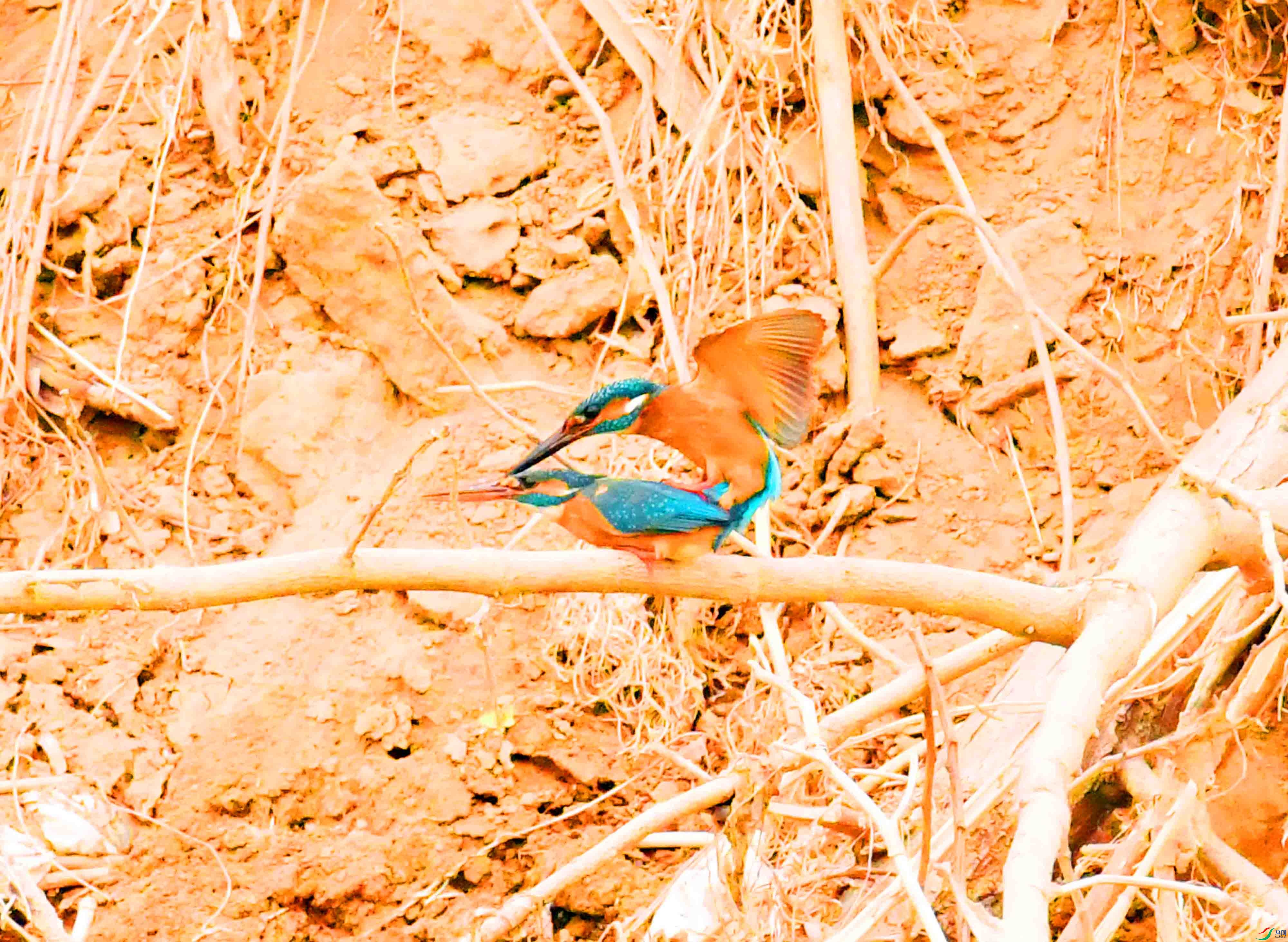 DSC_9605.JPG